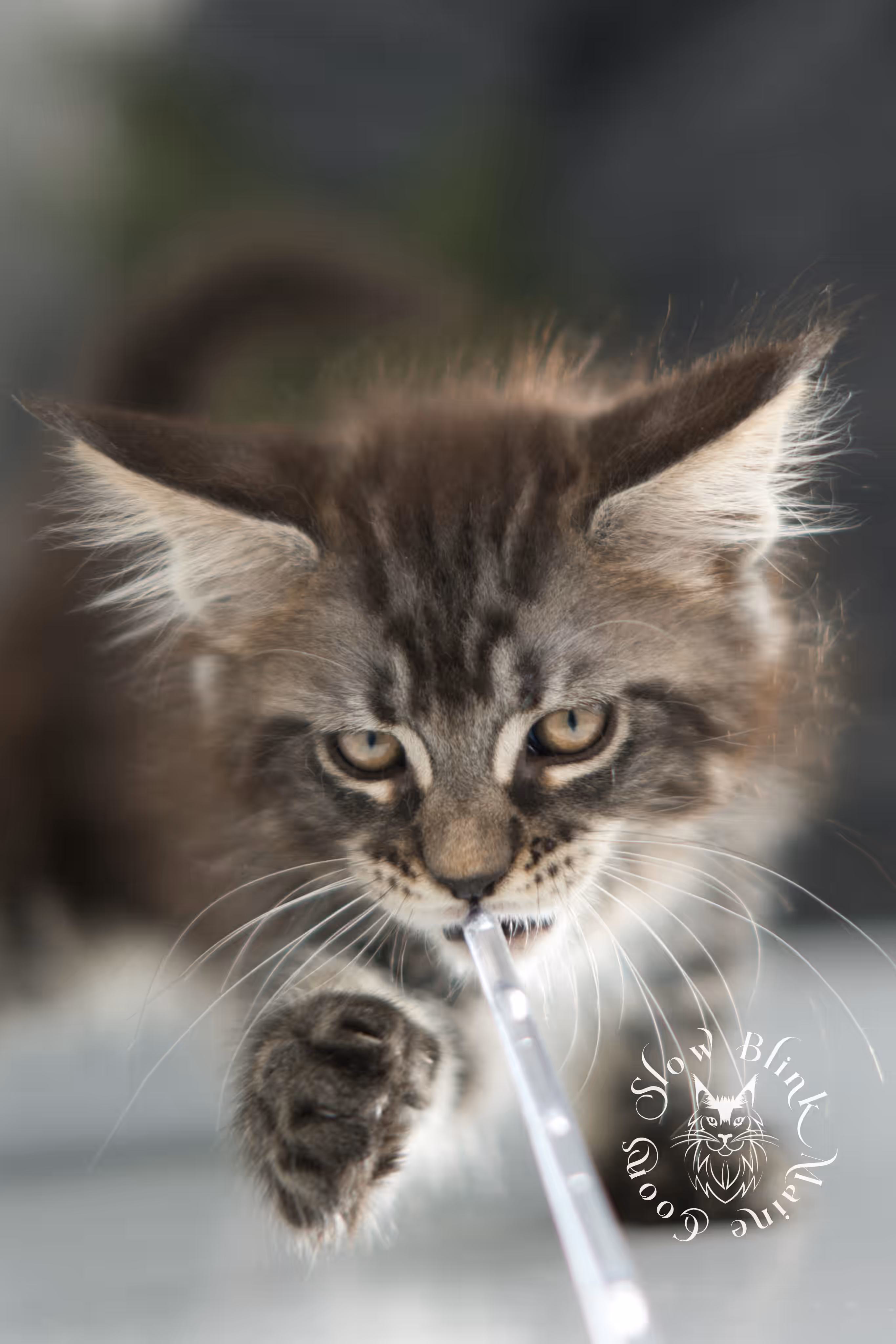black silver tabby | maine coon kitten | ems code mco ns 22 | taken jan 2025 | age 8 weeks | female Black Silver Tabby Maine Coon Kittens > black silver tabby | maine coon kitten | ems code mco ns 22 | taken jan 2025 | age 8 weeks | female | idx 02