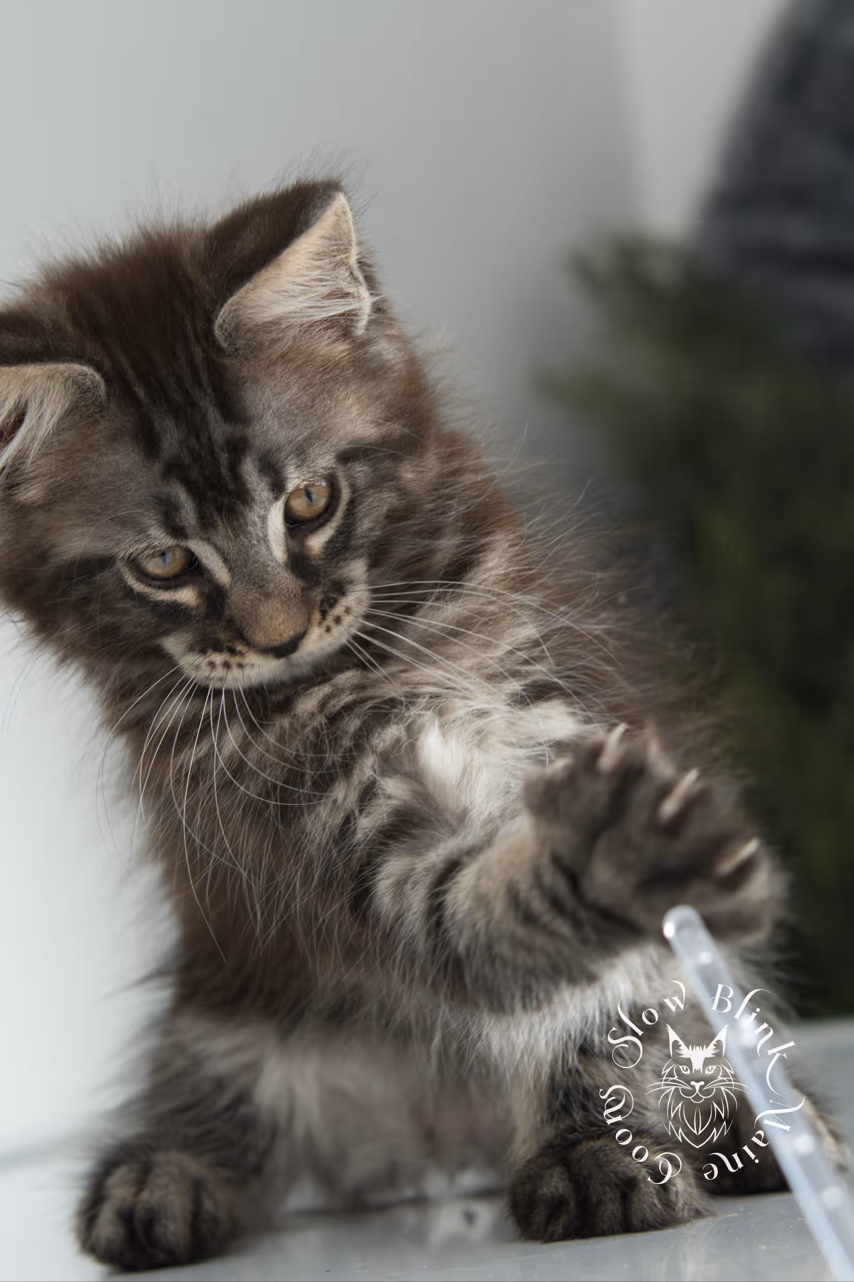 black silver tabby | maine coon kitten | ems code mco ns 22 | taken jan 2025 | age 8 weeks | female Black Silver Tabby Maine Coon Kittens > black silver tabby | maine coon kitten | ems code mco ns 22 | taken jan 2025 | age 8 weeks | female | idx 03