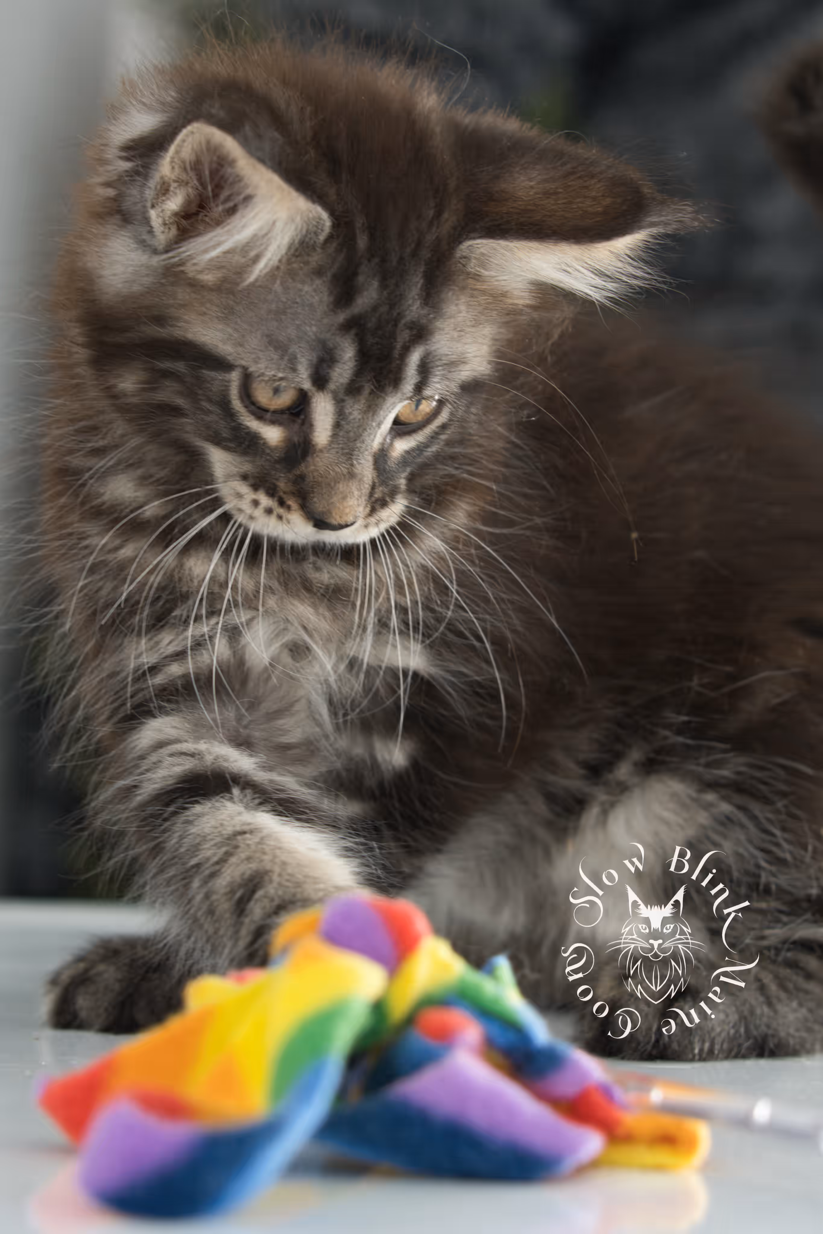 black silver tabby | maine coon kitten | ems code mco ns 22 | taken jan 2025 | age 8 weeks | female Black Silver Tabby Maine Coon Kittens > black silver tabby | maine coon kitten | ems code mco ns 22 | taken jan 2025 | age 8 weeks | female | idx 04