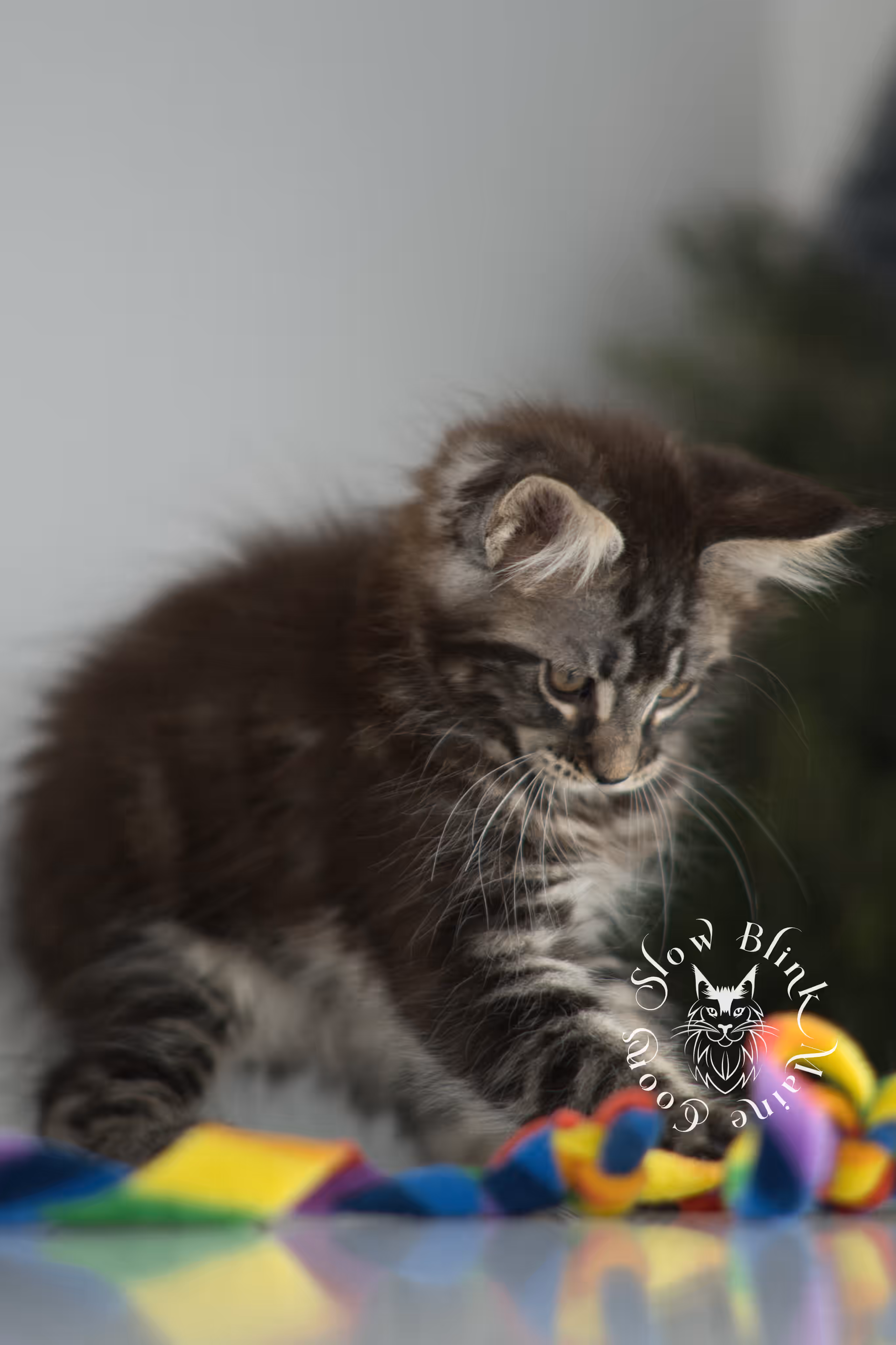 black silver tabby | maine coon kitten | ems code mco ns 22 | taken jan 2025 | age 8 weeks | female Black Silver Tabby Maine Coon Kittens > black silver tabby | maine coon kitten | ems code mco ns 22 | taken jan 2025 | age 8 weeks | female | idx 05