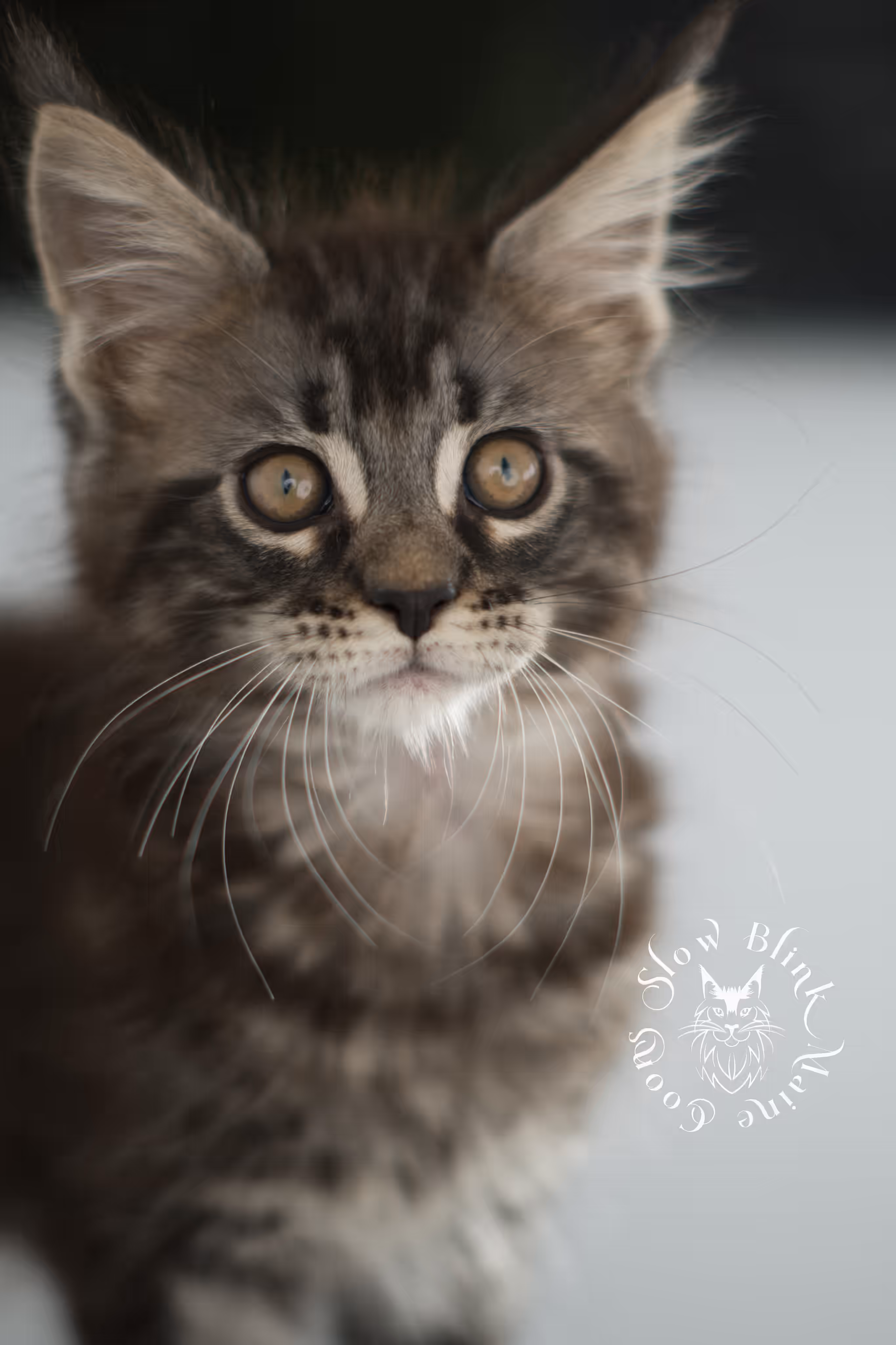 black silver tabby | maine coon kitten | ems code mco ns 22 | taken jan 2025 | age 8 weeks | female Black Silver Tabby Maine Coon Kittens > black silver tabby | maine coon kitten | ems code mco ns 22 | taken jan 2025 | age 8 weeks | female | idx 06