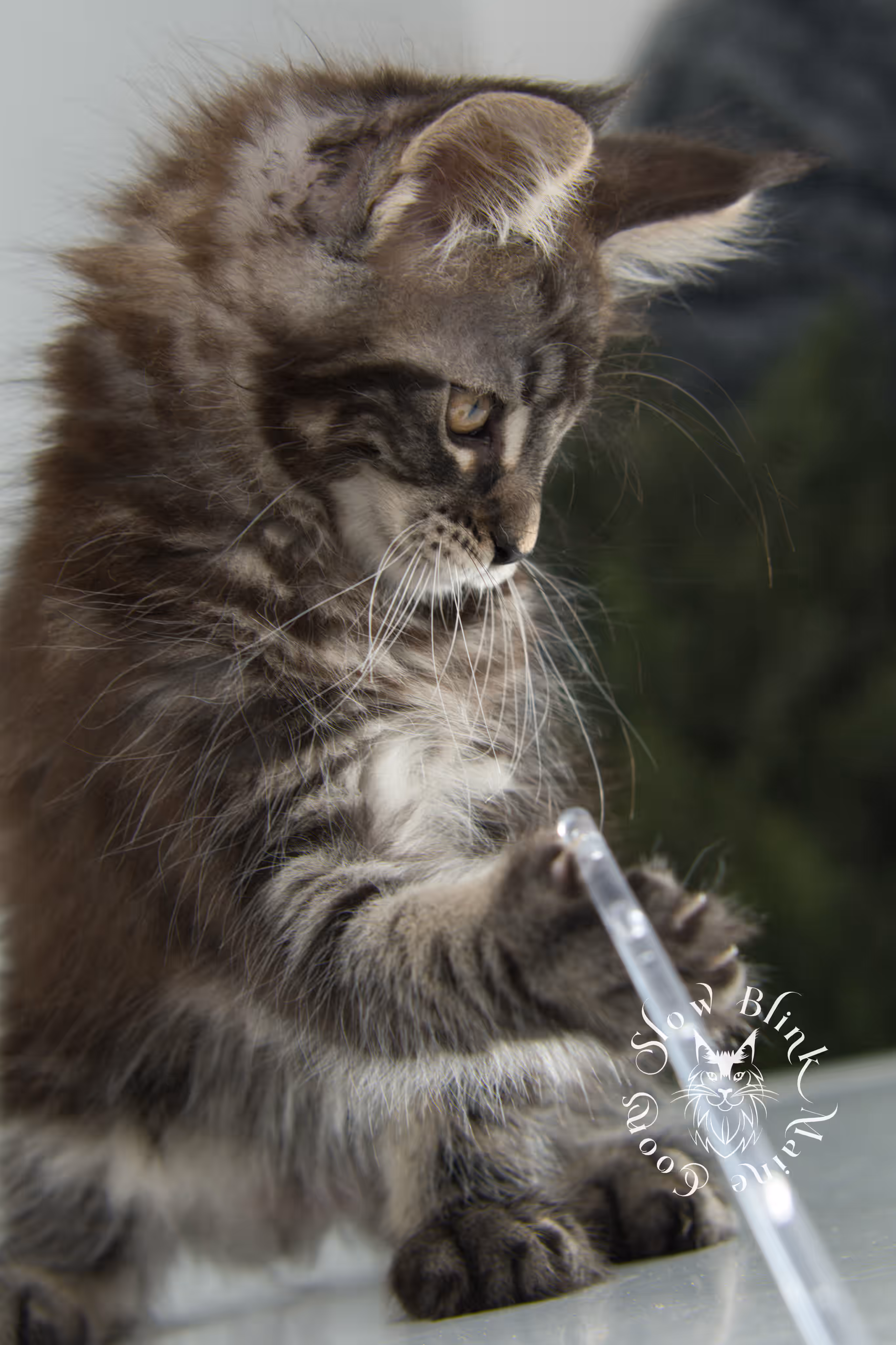 black silver tabby | maine coon kitten | ems code mco ns 22 | taken jan 2025 | age 8 weeks | female Black Silver Tabby Maine Coon Kittens > black silver tabby | maine coon kitten | ems code mco ns 22 | taken jan 2025 | age 8 weeks | female | idx 07