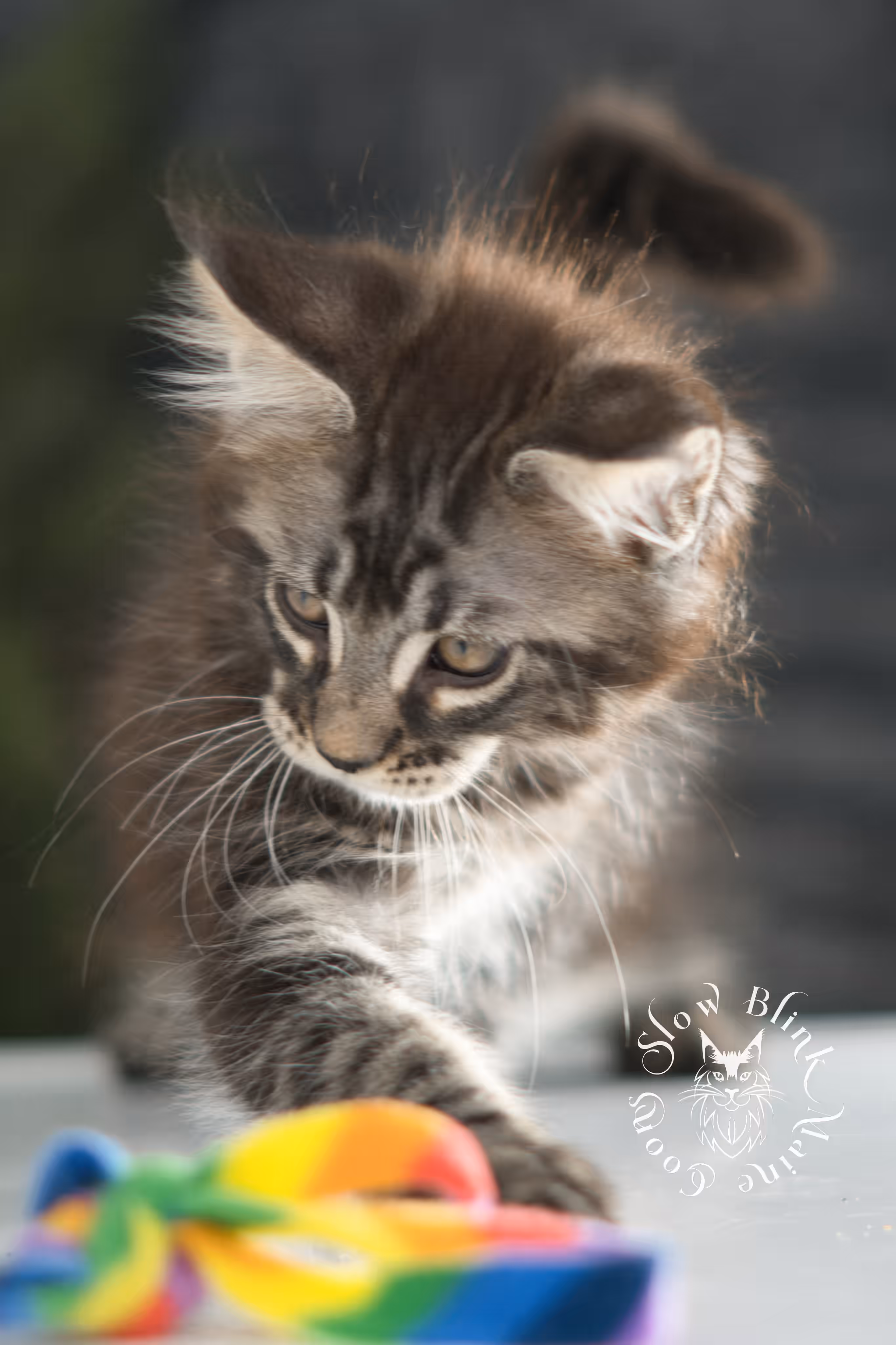 black silver tabby | maine coon kitten | ems code mco ns 22 | taken jan 2025 | age 8 weeks | female Black Silver Tabby Maine Coon Kittens > black silver tabby | maine coon kitten | ems code mco ns 22 | taken jan 2025 | age 8 weeks | female | idx 08