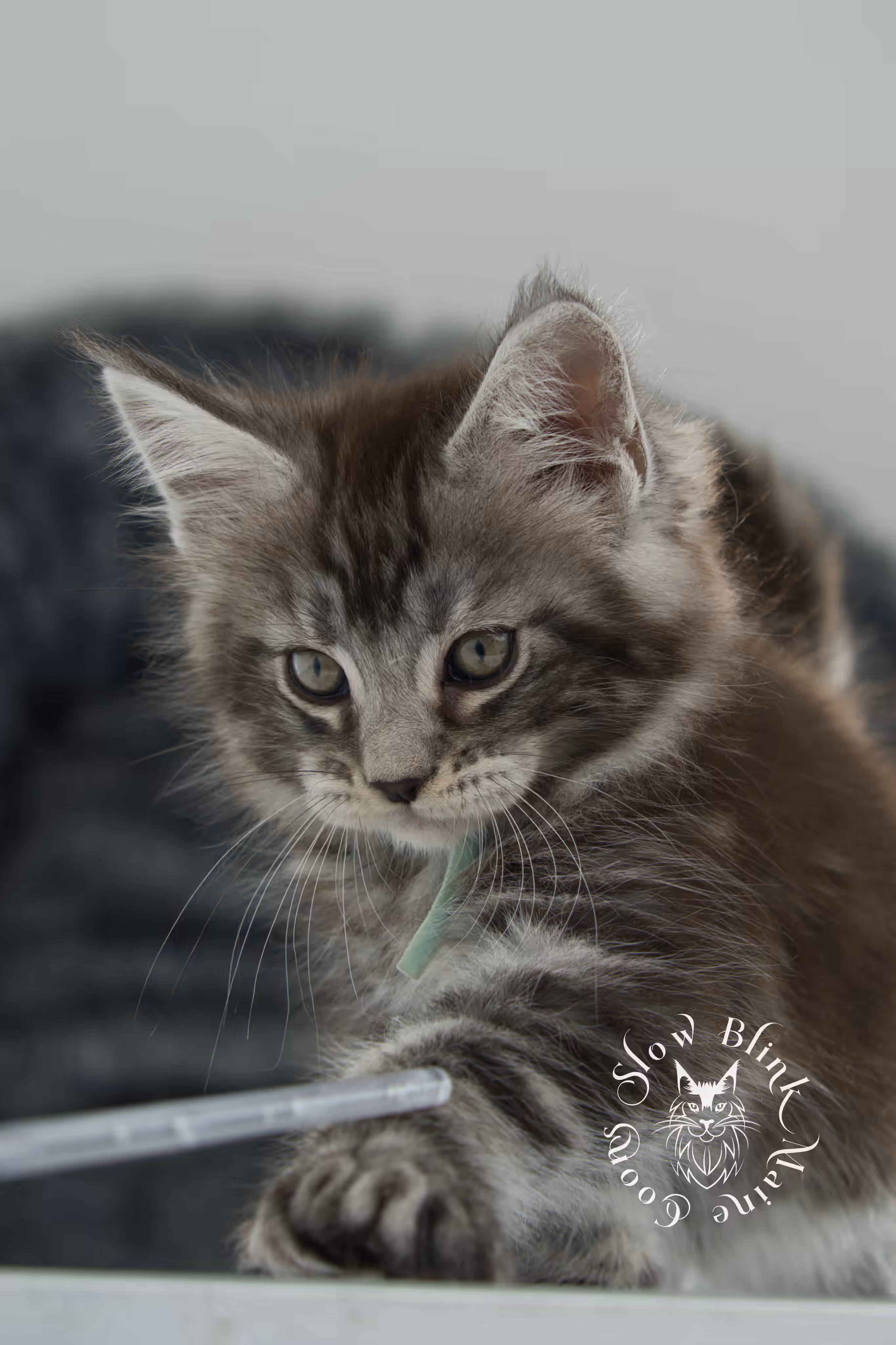 black silver tabby | maine coon kitten | ems code mcp ns 22 | taken feb 2025 | age 7 weeks | male Black Silver Tabby Maine Coon Kittens > black silver tabby | maine coon kitten | ems code mcp ns 22 | taken feb 2025 | age 7 weeks | male | idx 02