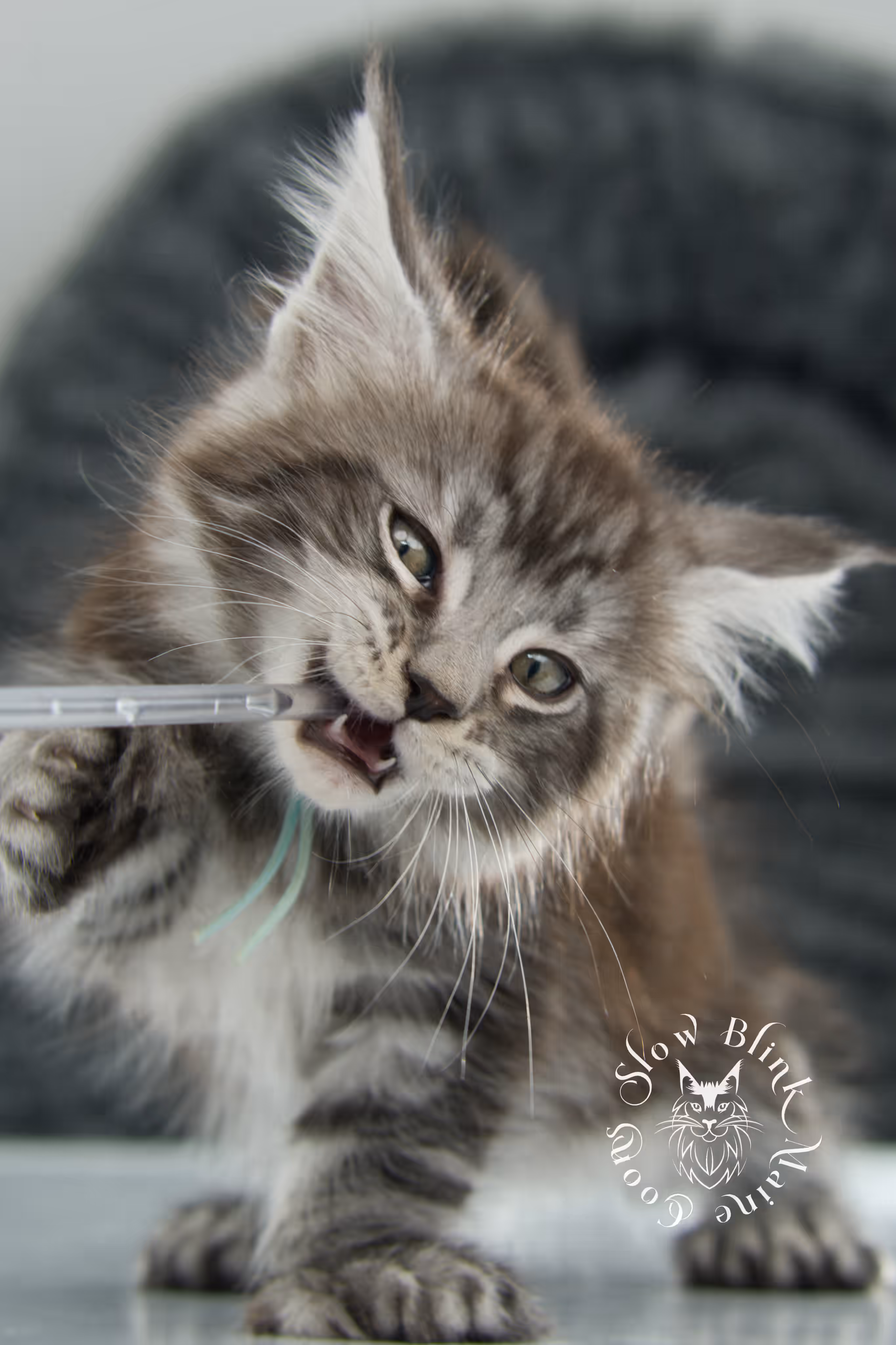 black silver tabby | maine coon kitten | ems code mcp ns 22 | taken feb 2025 | age 7 weeks | male Black Silver Tabby Maine Coon Kittens > black silver tabby | maine coon kitten | ems code mcp ns 22 | taken feb 2025 | age 7 weeks | male | idx 03
