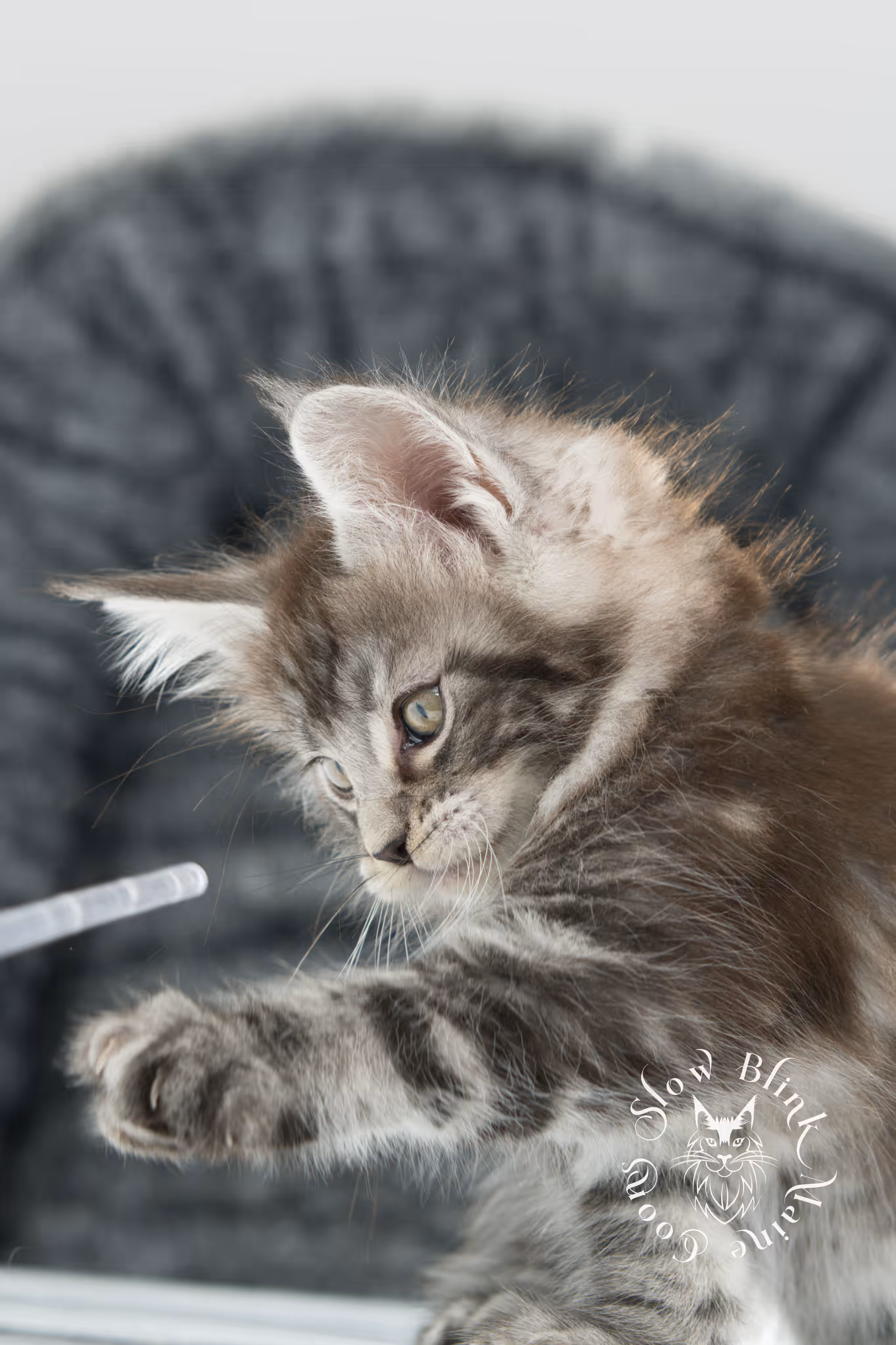 black silver tabby | maine coon kitten | ems code mcp ns 22 | taken feb 2025 | age 7 weeks | male Black Silver Tabby Maine Coon Kittens > black silver tabby | maine coon kitten | ems code mcp ns 22 | taken feb 2025 | age 7 weeks | male | idx 04