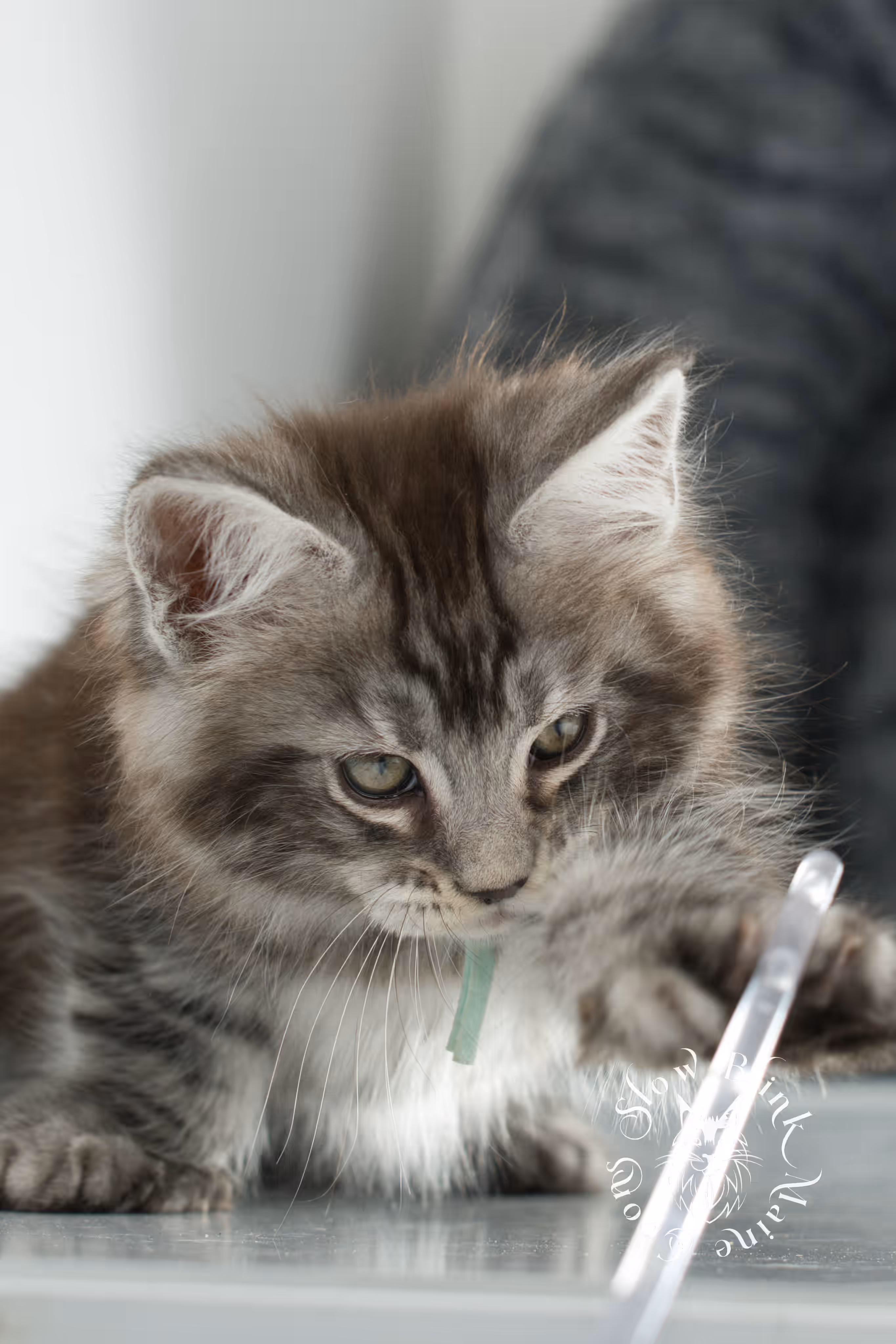 black silver tabby | maine coon kitten | ems code mcp ns 22 | taken feb 2025 | age 7 weeks | male Black Silver Tabby Maine Coon Kittens > black silver tabby | maine coon kitten | ems code mcp ns 22 | taken feb 2025 | age 7 weeks | male | idx 05