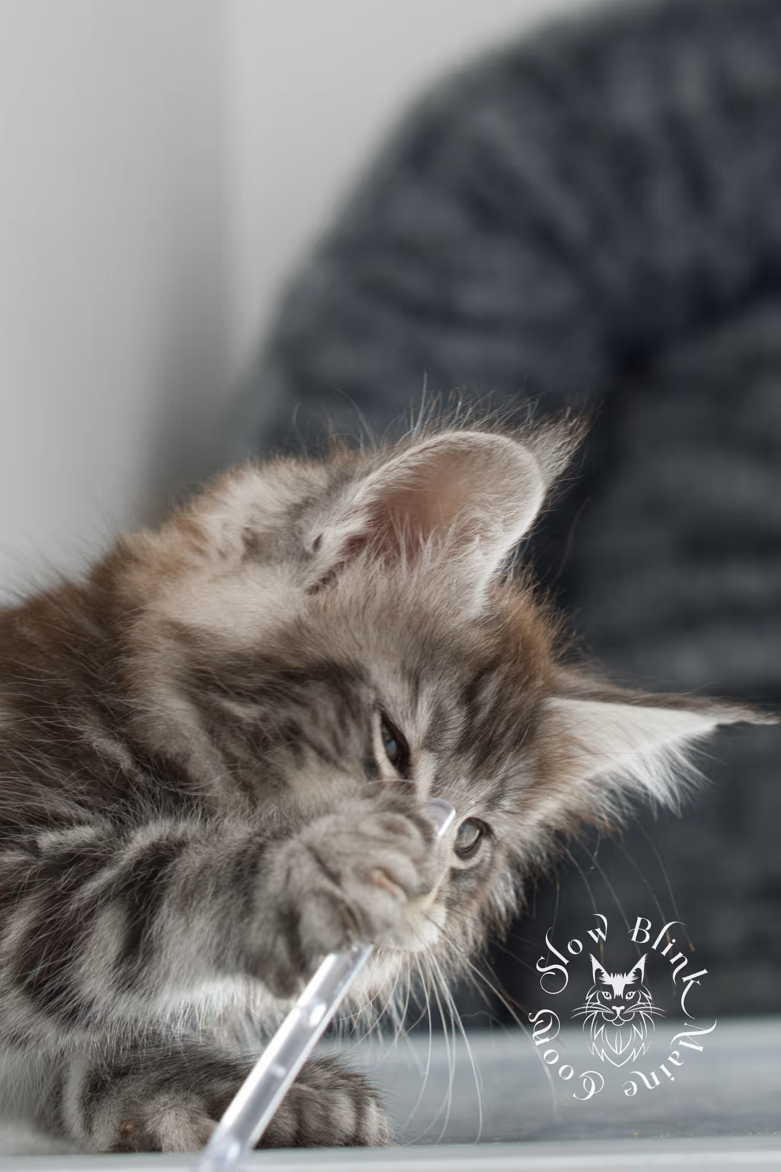 black silver tabby | maine coon kitten | ems code mcp ns 22 | taken feb 2025 | age 7 weeks | male Black Silver Tabby Maine Coon Kittens > black silver tabby | maine coon kitten | ems code mcp ns 22 | taken feb 2025 | age 7 weeks | male | idx 06