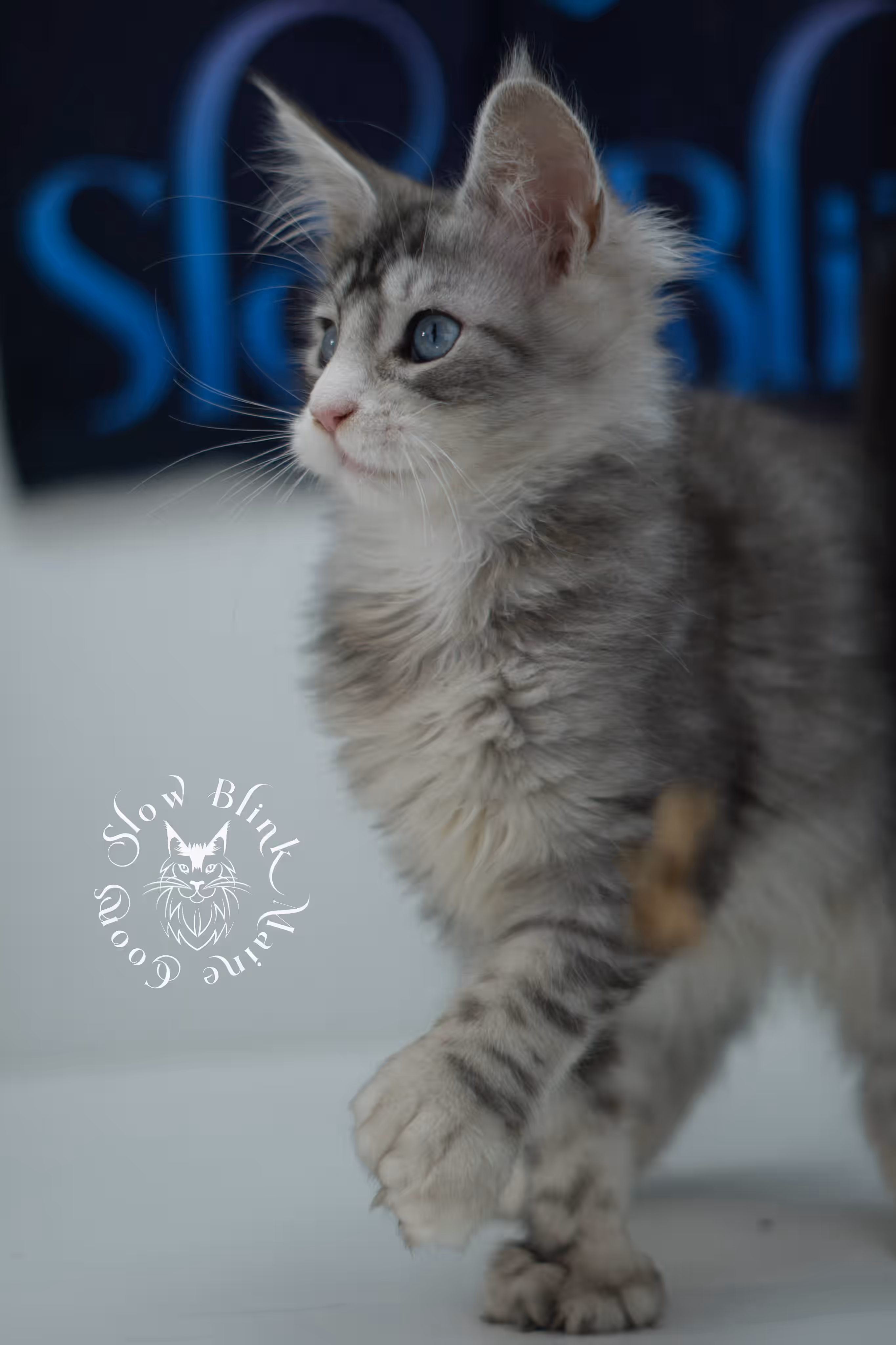 black silver tabby blue eyed with white maine coon kitten | ems code mcp ns 61 09 | taken jul 23 2025 | poly | age 7 weeks | male | named victoria Black Silver Tabby Maine Coon Kittens > black silver tabby blue eyed with white maine coon kitten | ems code mcp ns 61 09 | taken jul 23 2025 | poly | age 7 weeks | male | named victoria | idx 01