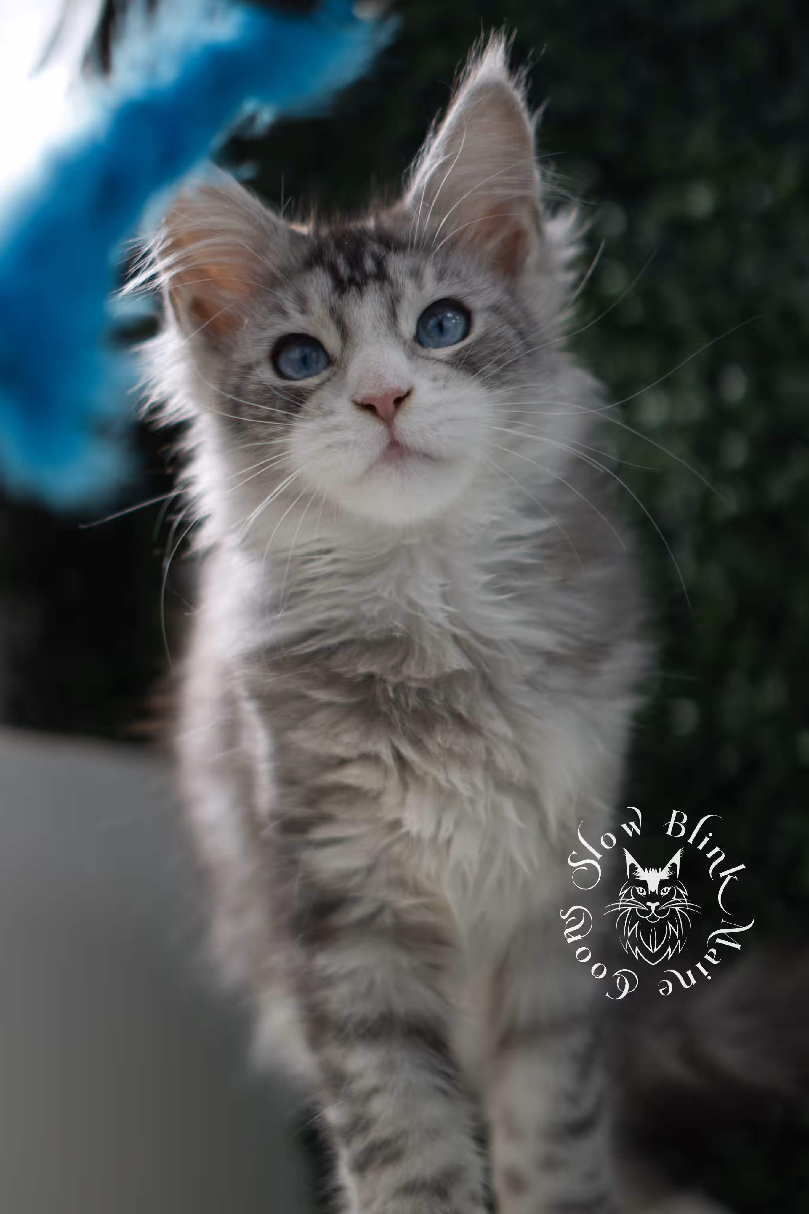 black silver tabby blue eyed with white maine coon kitten | ems code mcp ns 61 09 | taken jul 23 2025 | poly | age 7 weeks | male | named victoria Black Silver Tabby Maine Coon Kittens > black silver tabby blue eyed with white maine coon kitten | ems code mcp ns 61 09 | taken jul 23 2025 | poly | age 7 weeks | male | named victoria | idx 02