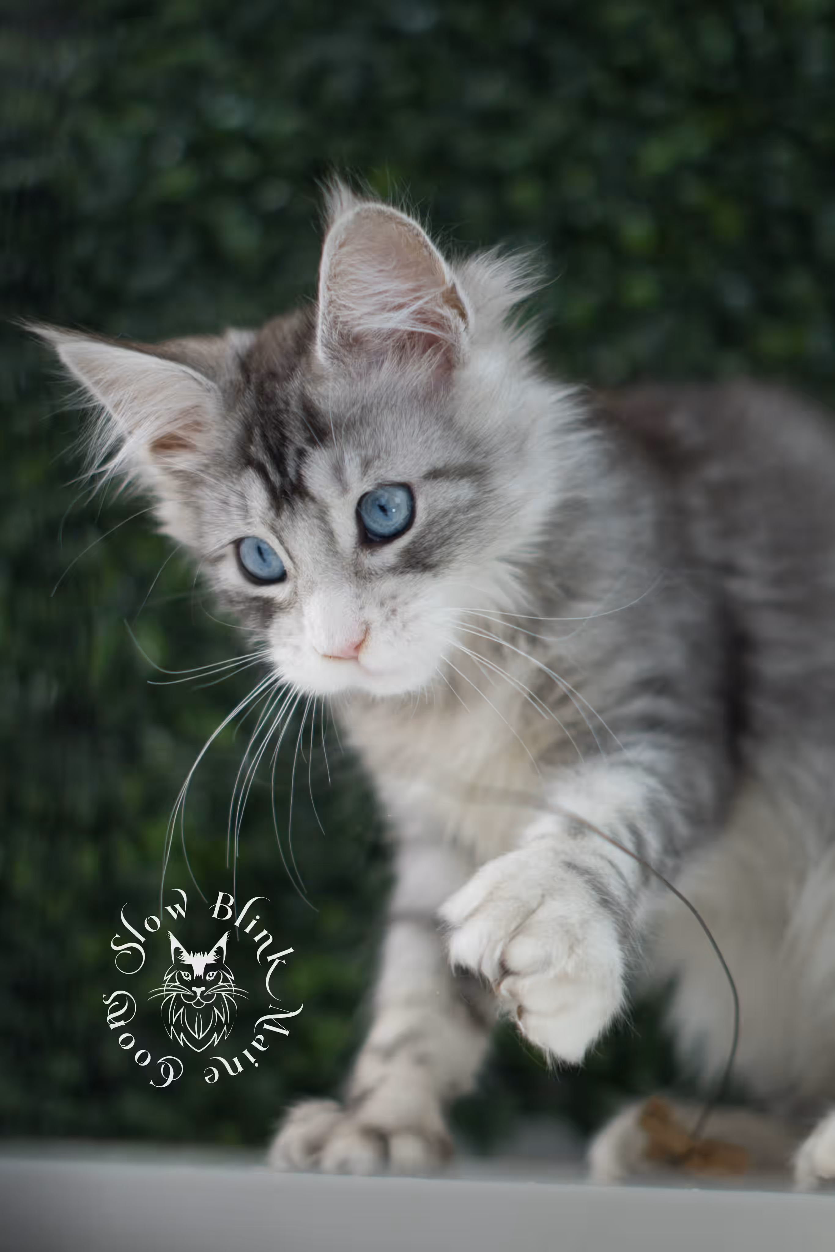 black silver tabby blue eyed with white maine coon kitten | ems code mcp ns 61 09 | taken jul 23 2025 | poly | age 7 weeks | male | named victoria Black Silver Tabby Maine Coon Kittens > black silver tabby blue eyed with white maine coon kitten | ems code mcp ns 61 09 | taken jul 23 2025 | poly | age 7 weeks | male | named victoria | idx 04