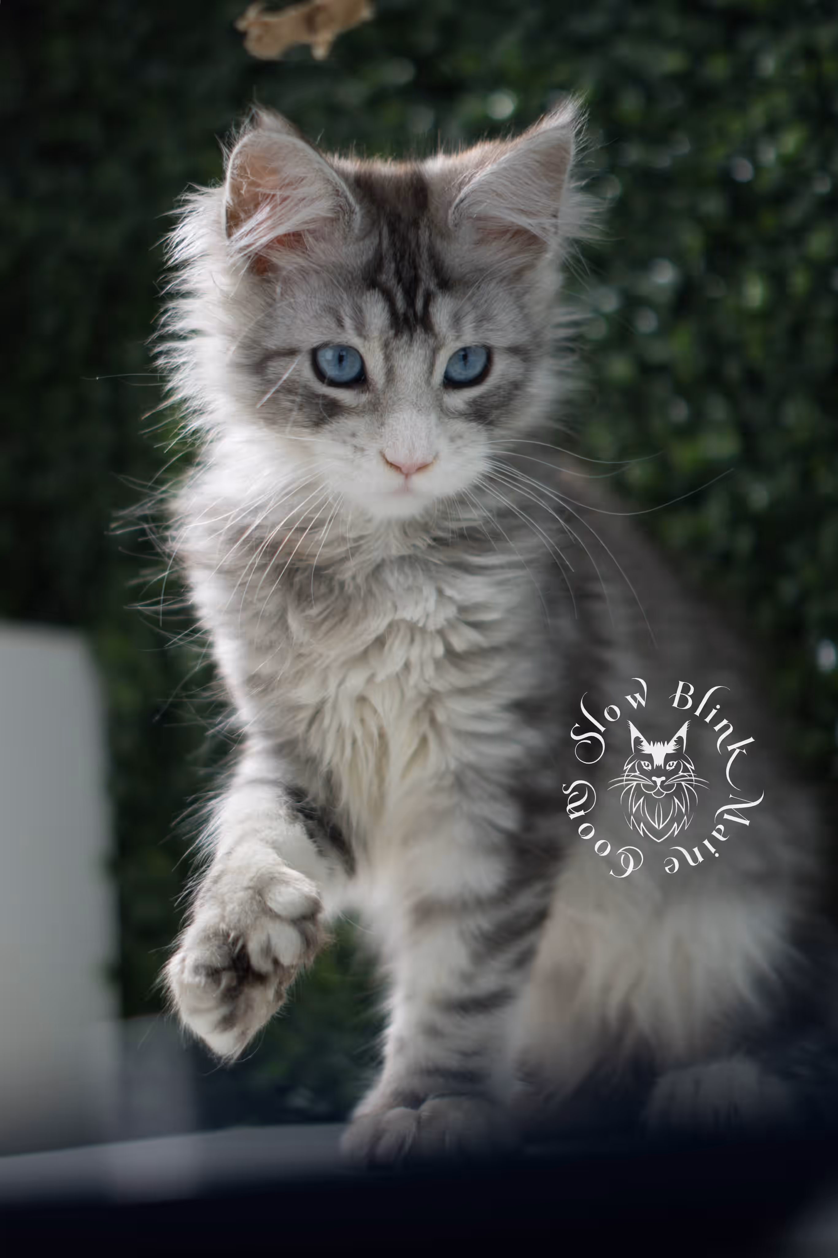 black silver tabby blue eyed with white maine coon kitten | ems code mcp ns 61 09 | taken jul 23 2025 | poly | age 7 weeks | male | named victoria Black Silver Tabby Maine Coon Kittens > black silver tabby blue eyed with white maine coon kitten | ems code mcp ns 61 09 | taken jul 23 2025 | poly | age 7 weeks | male | named victoria | idx 06