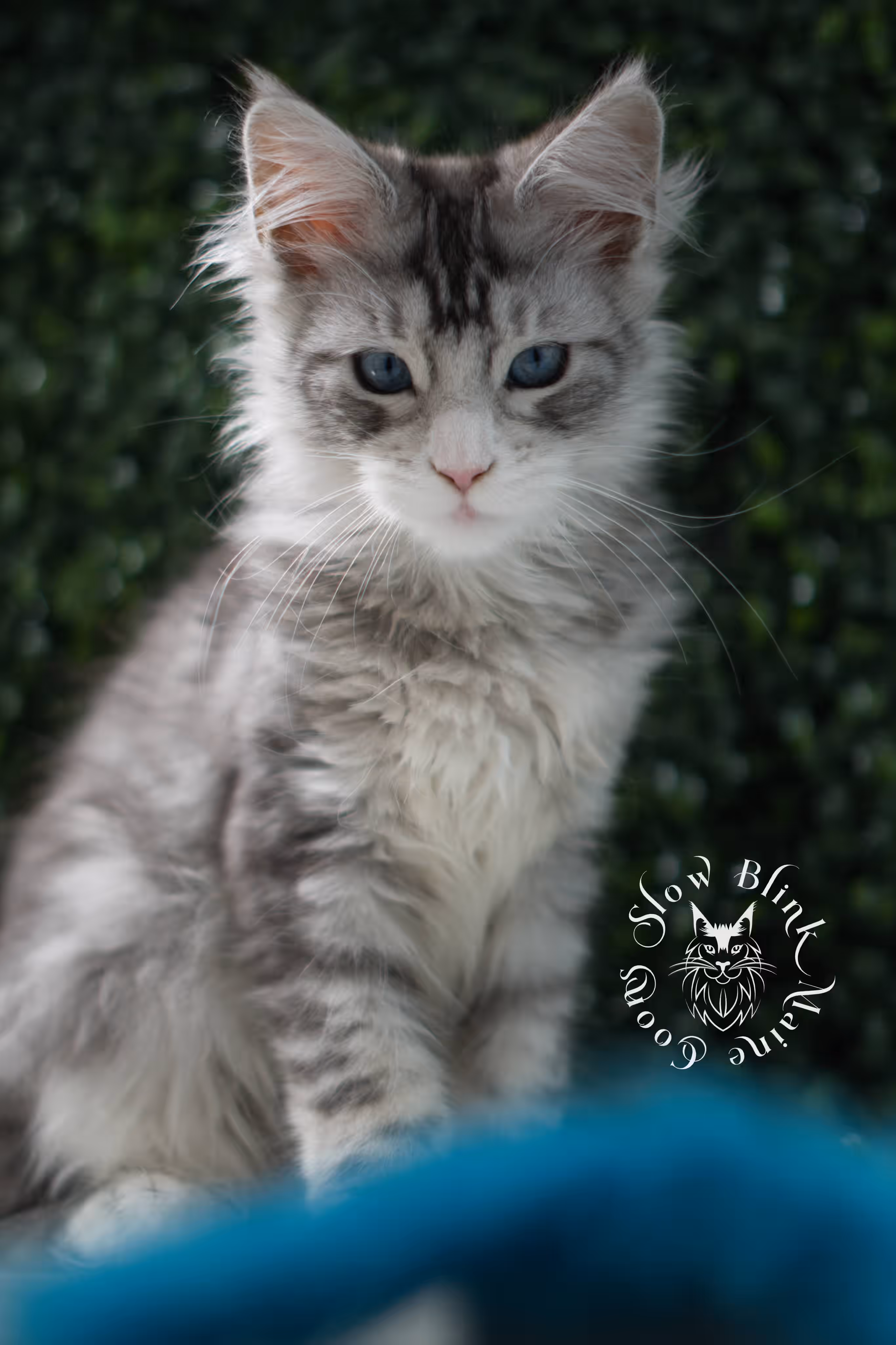 black silver tabby blue eyed with white maine coon kitten | ems code mcp ns 61 09 | taken jul 23 2025 | poly | age 7 weeks | male | named victoria Black Silver Tabby Maine Coon Kittens > black silver tabby blue eyed with white maine coon kitten | ems code mcp ns 61 09 | taken jul 23 2025 | poly | age 7 weeks | male | named victoria | idx 07