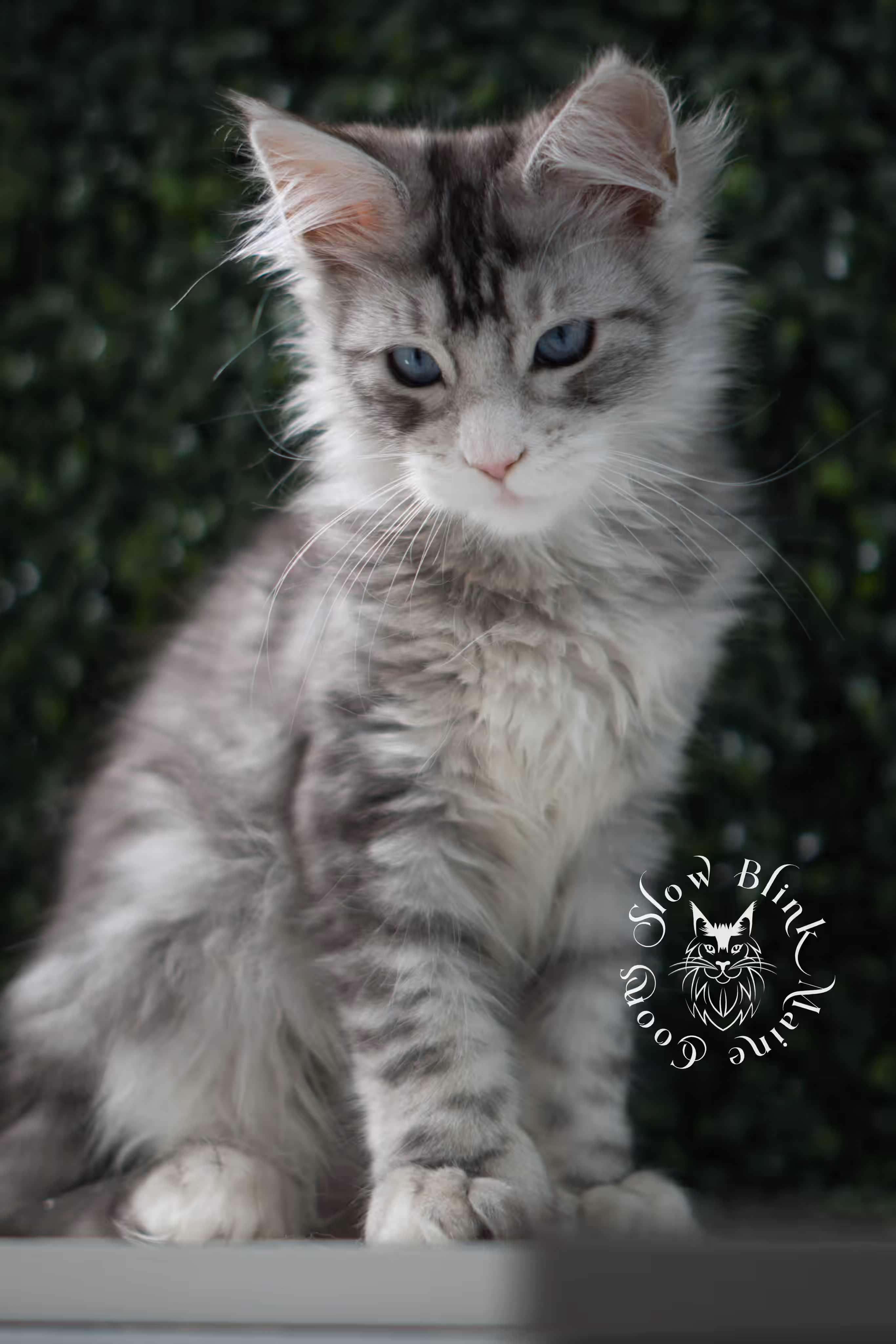 black silver tabby blue eyed with white maine coon kitten | ems code mcp ns 61 09 | taken jul 23 2025 | poly | age 7 weeks | male | named victoria Black Silver Tabby Maine Coon Kittens > black silver tabby blue eyed with white maine coon kitten | ems code mcp ns 61 09 | taken jul 23 2025 | poly | age 7 weeks | male | named victoria | idx 09