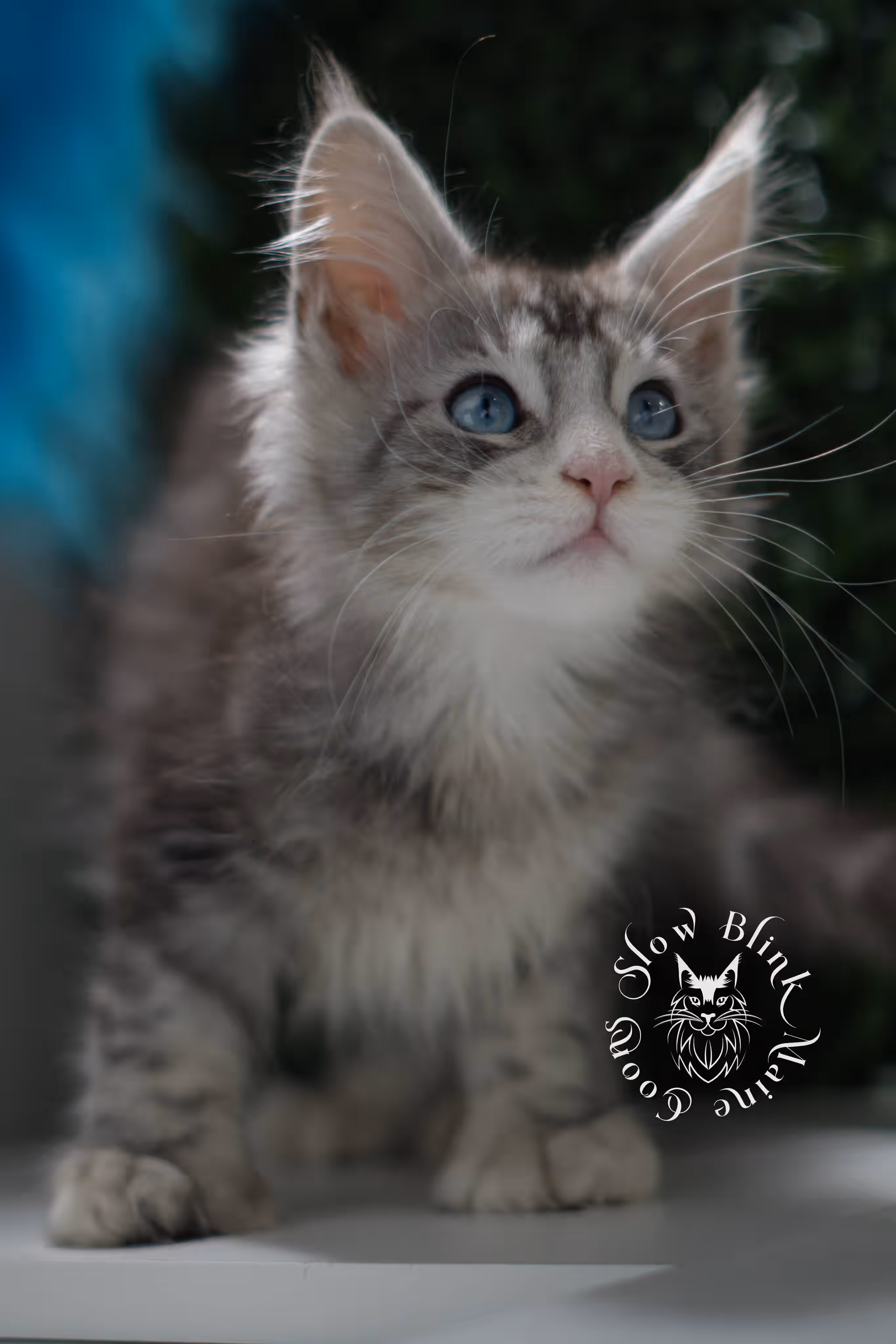 black silver tabby blue eyed with white maine coon kitten | ems code mcp ns 61 09 | taken jul 23 2025 | poly | age 7 weeks | male | named victoria Black Silver Tabby Maine Coon Kittens > black silver tabby blue eyed with white maine coon kitten | ems code mcp ns 61 09 | taken jul 23 2025 | poly | age 7 weeks | male | named victoria | idx 11