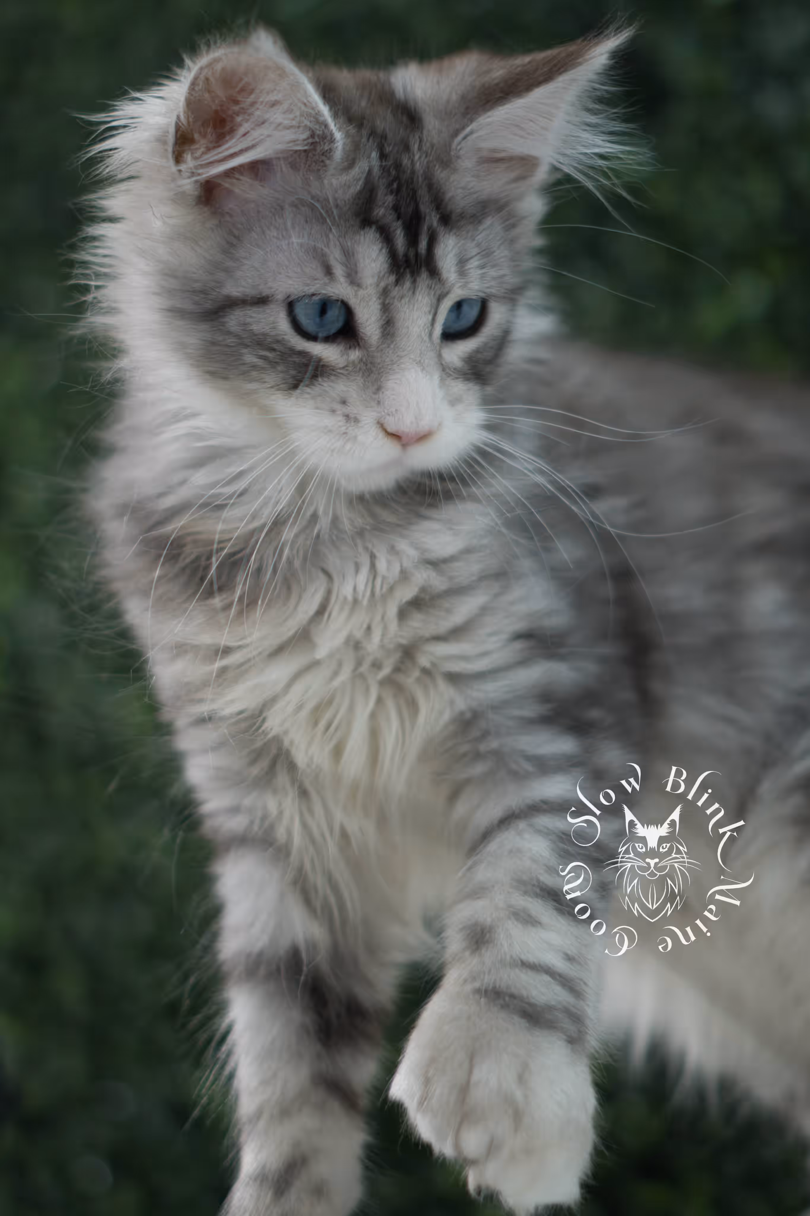 black silver tabby blue eyed with white maine coon kitten | ems code mcp ns 61 09 | taken jul 23 2025 | poly | age 7 weeks | male | named victoria Black Silver Tabby Maine Coon Kittens > black silver tabby blue eyed with white maine coon kitten | ems code mcp ns 61 09 | taken jul 23 2025 | poly | age 7 weeks | male | named victoria | idx 13