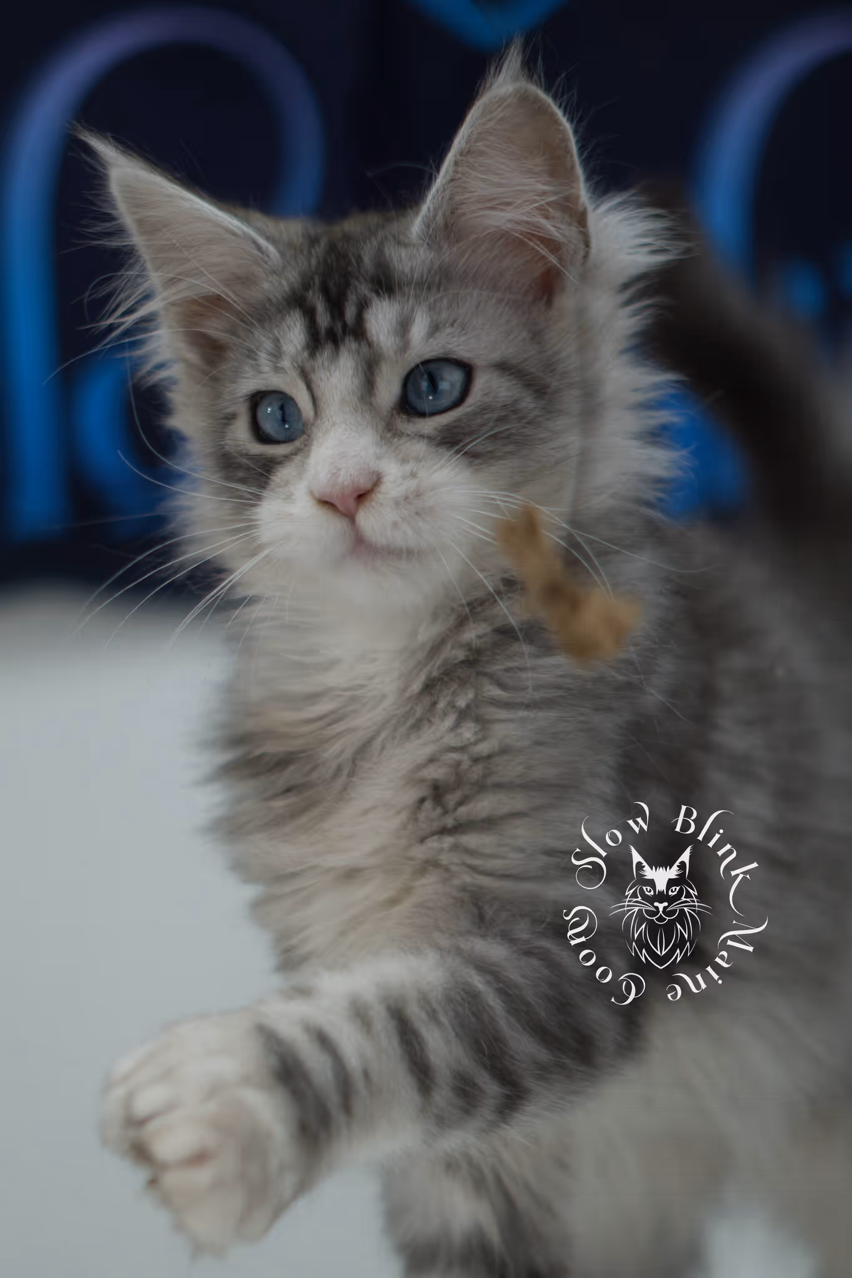 black silver tabby blue eyed with white maine coon kitten | ems code mcp ns 61 09 | taken jul 23 2025 | poly | age 7 weeks | male | named victoria Black Silver Tabby Maine Coon Kittens > black silver tabby blue eyed with white maine coon kitten | ems code mcp ns 61 09 | taken jul 23 2025 | poly | age 7 weeks | male | named victoria | idx 14