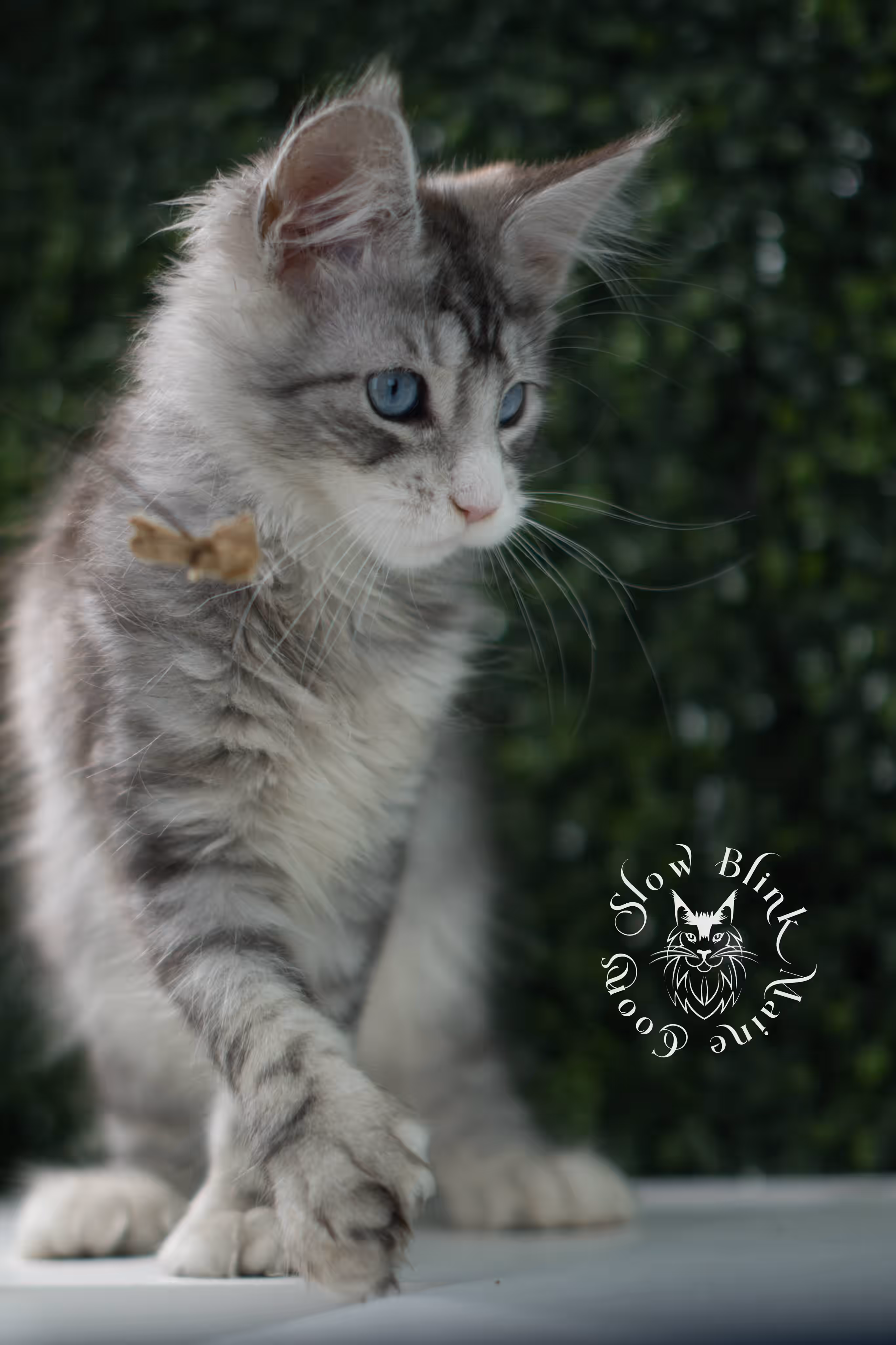 black silver tabby blue eyed with white maine coon kitten | ems code mcp ns 61 09 | taken jul 23 2025 | poly | age 7 weeks | male | named victoria Black Silver Tabby Maine Coon Kittens > black silver tabby blue eyed with white maine coon kitten | ems code mcp ns 61 09 | taken jul 23 2025 | poly | age 7 weeks | male | named victoria | idx 15