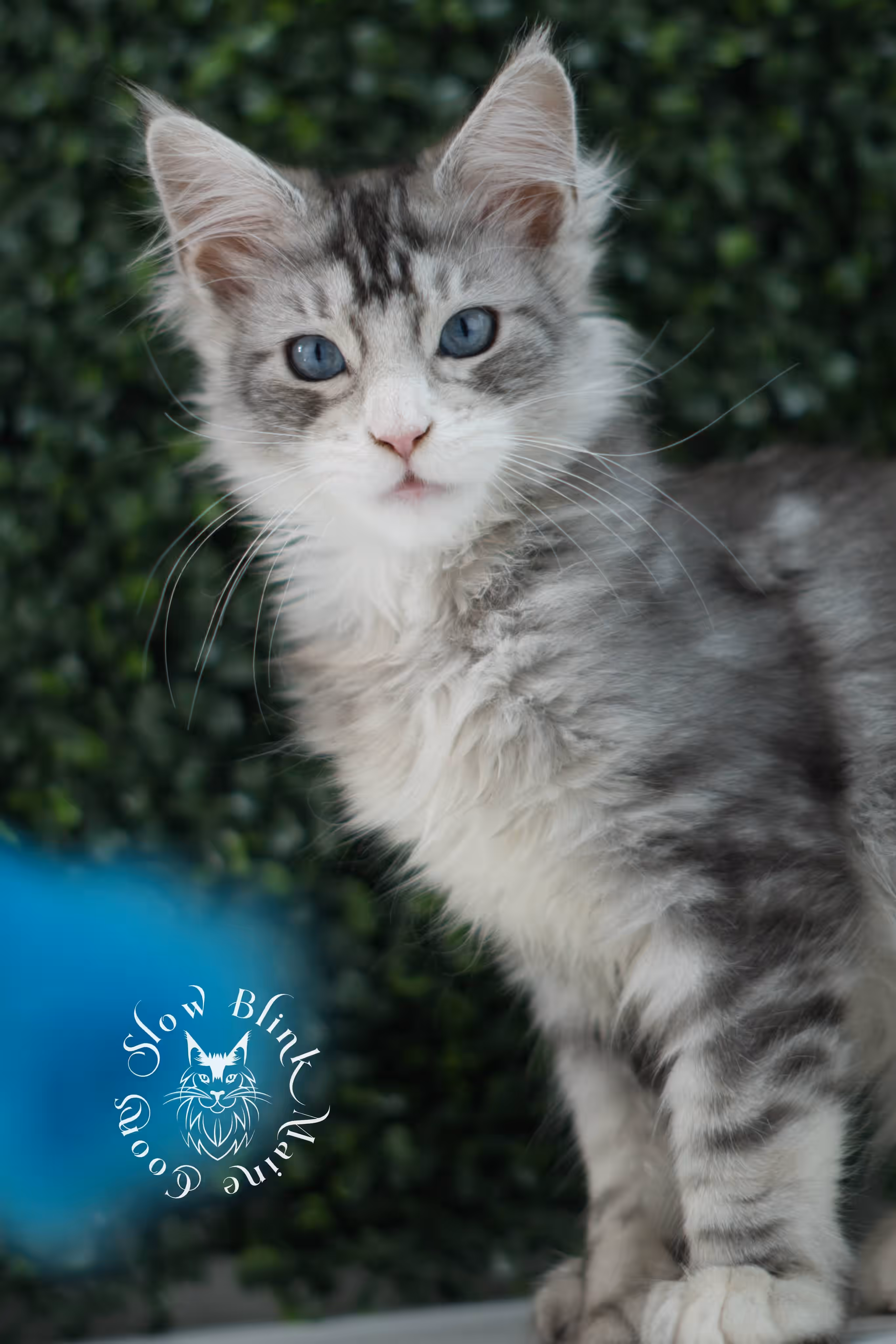 black silver tabby blue eyed with white maine coon kitten | ems code mcp ns 61 09 | taken jul 23 2025 | poly | age 7 weeks | male | named victoria Black Silver Tabby Maine Coon Kittens > black silver tabby blue eyed with white maine coon kitten | ems code mcp ns 61 09 | taken jul 23 2025 | poly | age 7 weeks | male | named victoria | idx 18