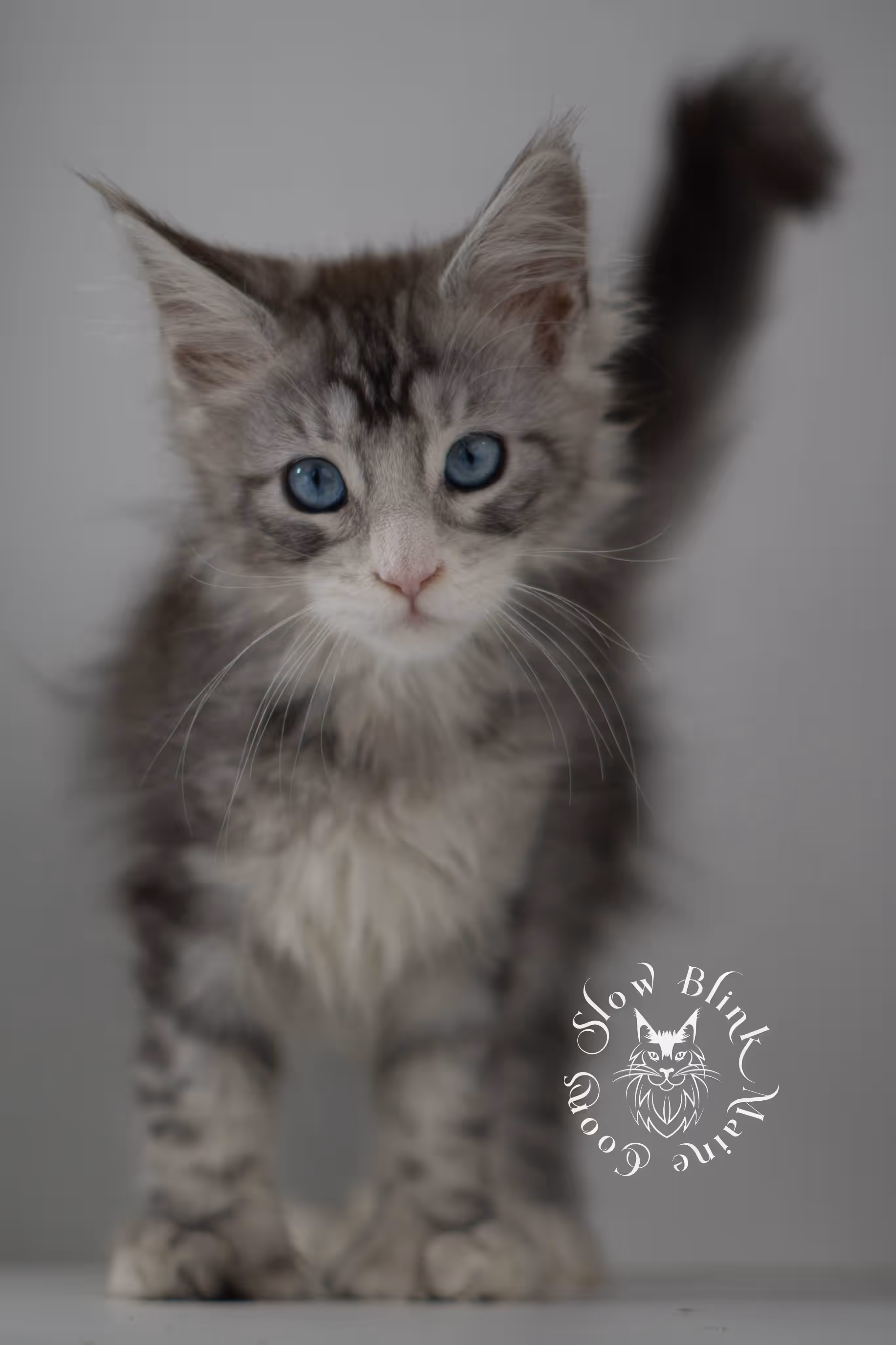 black silver tabby blue eyed with white maine coon kitten | ems code mcp ns 61 09 | taken jul 23 2025 | poly | age 7 weeks | male | named victoria Black Silver Tabby Maine Coon Kittens > black silver tabby blue eyed with white maine coon kitten | ems code mcp ns 61 09 | taken jul 23 2025 | poly | age 7 weeks | male | named victoria | idx 19