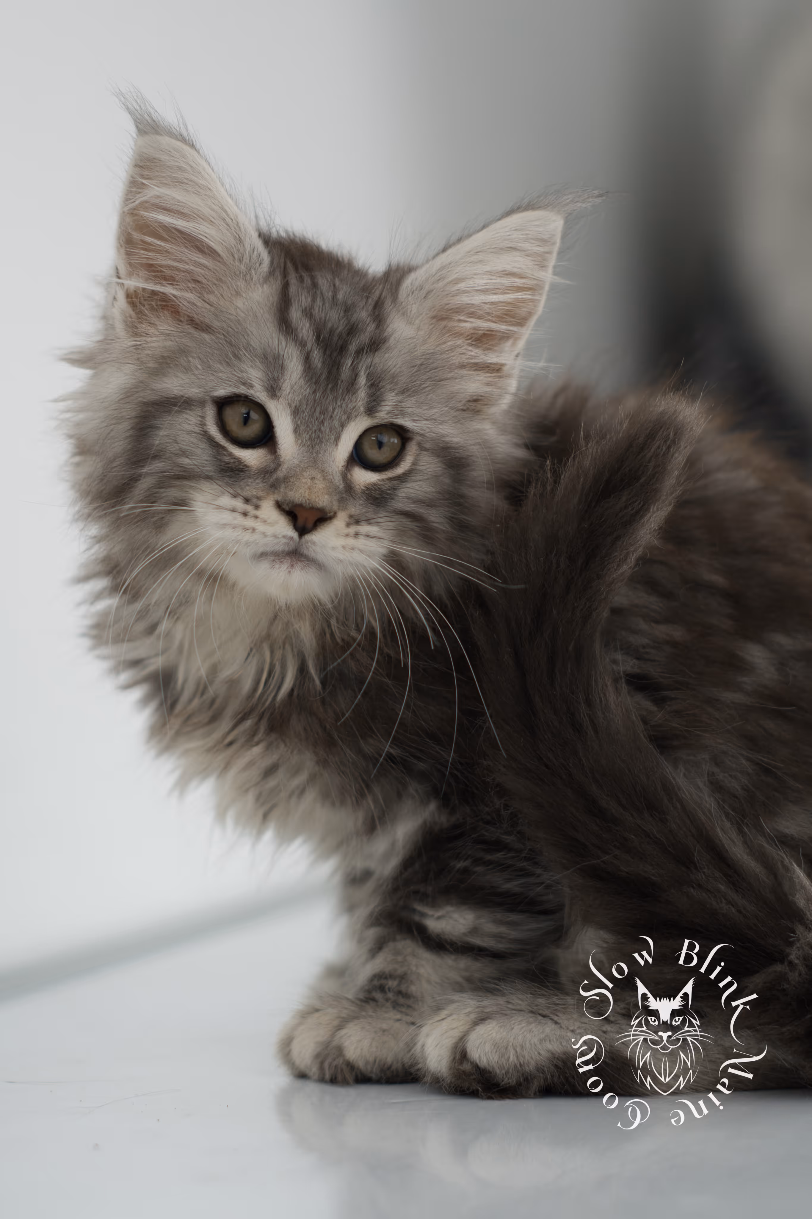 black silver tabby maine coon kitten | ems code ns 22 | slowblinkmainecoons Black Silver Tabby Maine Coon Kittens > black silver tabby maine coon kitten | ems code ns 22 | slowblinkmainecoons | 01