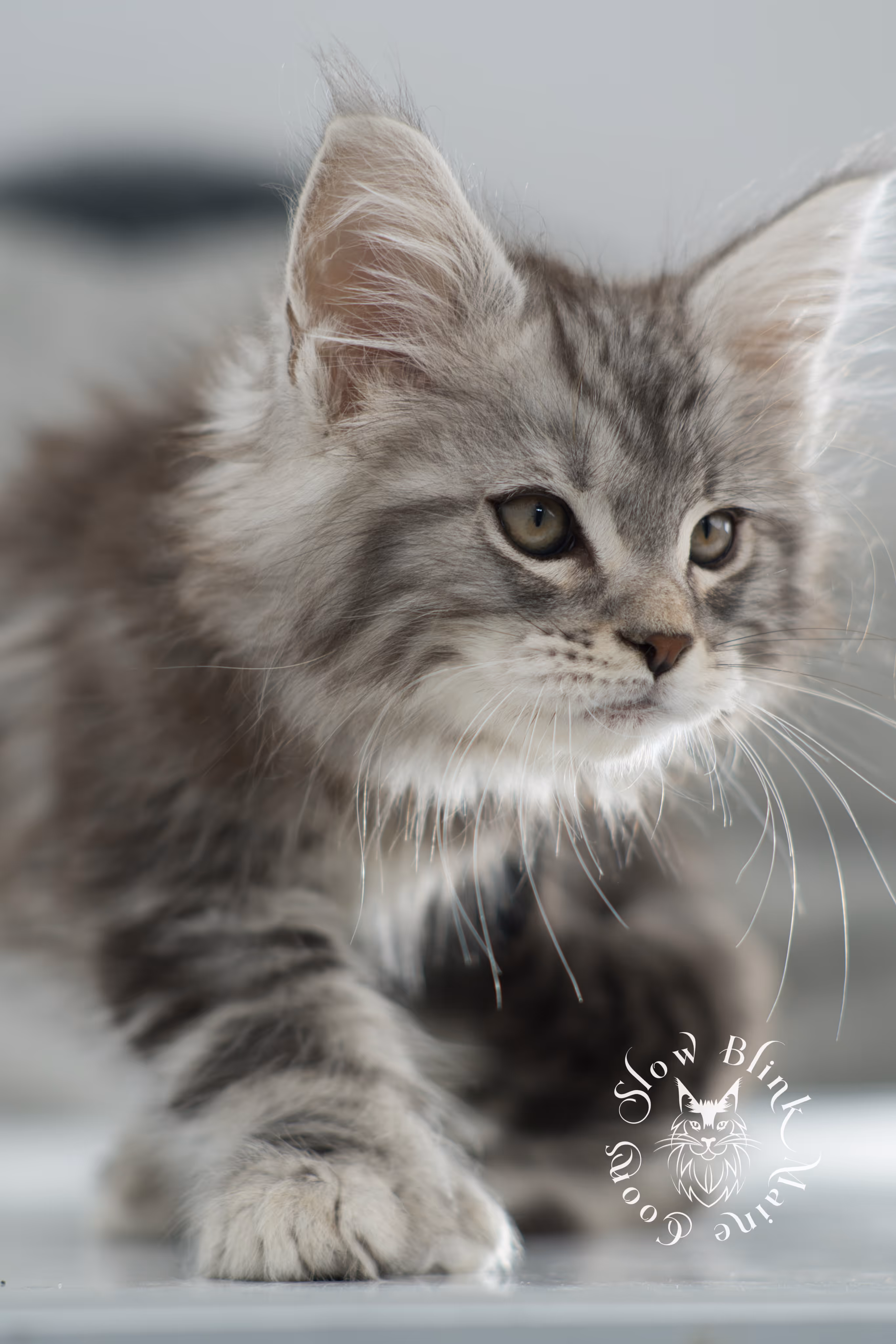 black silver tabby maine coon kitten | ems code ns 22 | slowblinkmainecoons Black Silver Tabby Maine Coon Kittens > black silver tabby maine coon kitten | ems code ns 22 | slowblinkmainecoons | 02