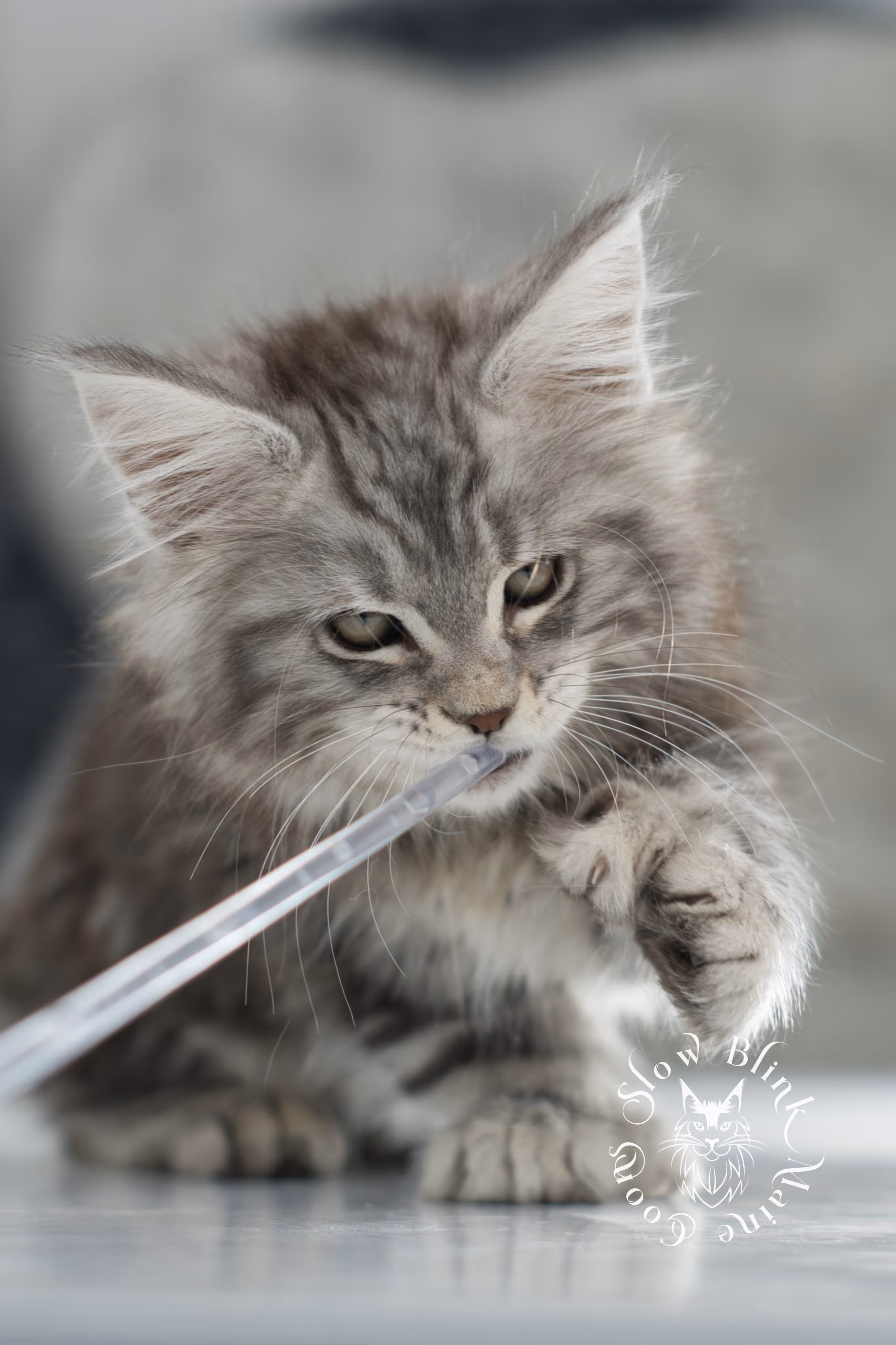black silver tabby maine coon kitten | ems code ns 22 | slowblinkmainecoons Black Silver Tabby Maine Coon Kittens > black silver tabby maine coon kitten | ems code ns 22 | slowblinkmainecoons | 03