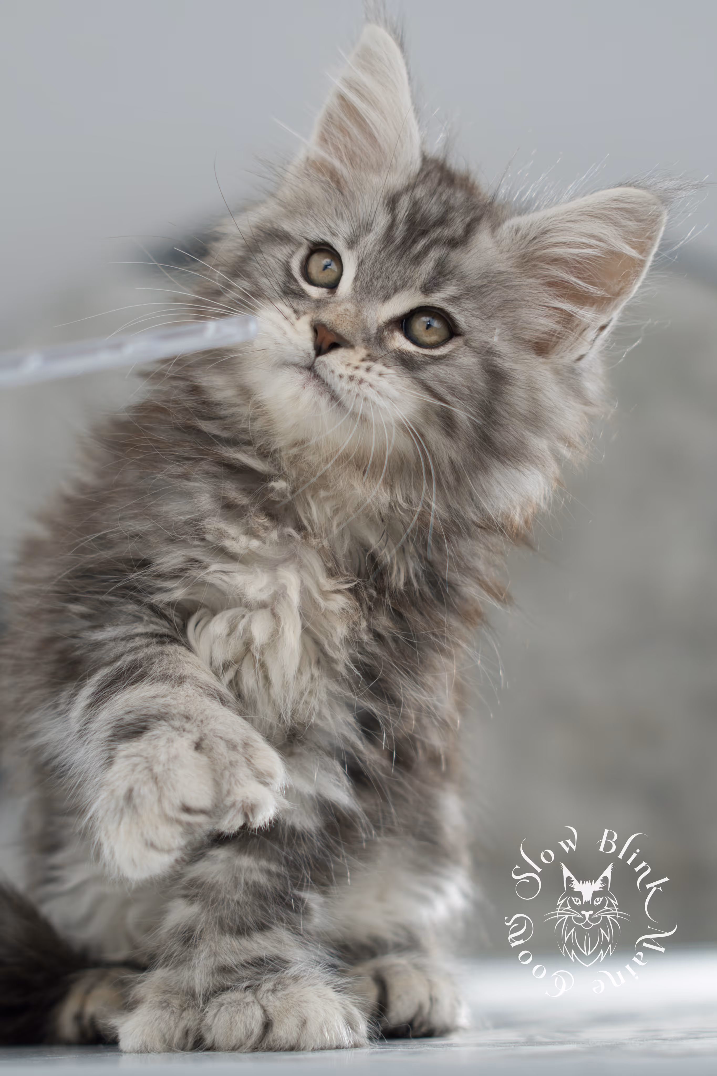 black silver tabby maine coon kitten | ems code ns 22 | slowblinkmainecoons Black Silver Tabby Maine Coon Kittens > black silver tabby maine coon kitten | ems code ns 22 | slowblinkmainecoons | 04