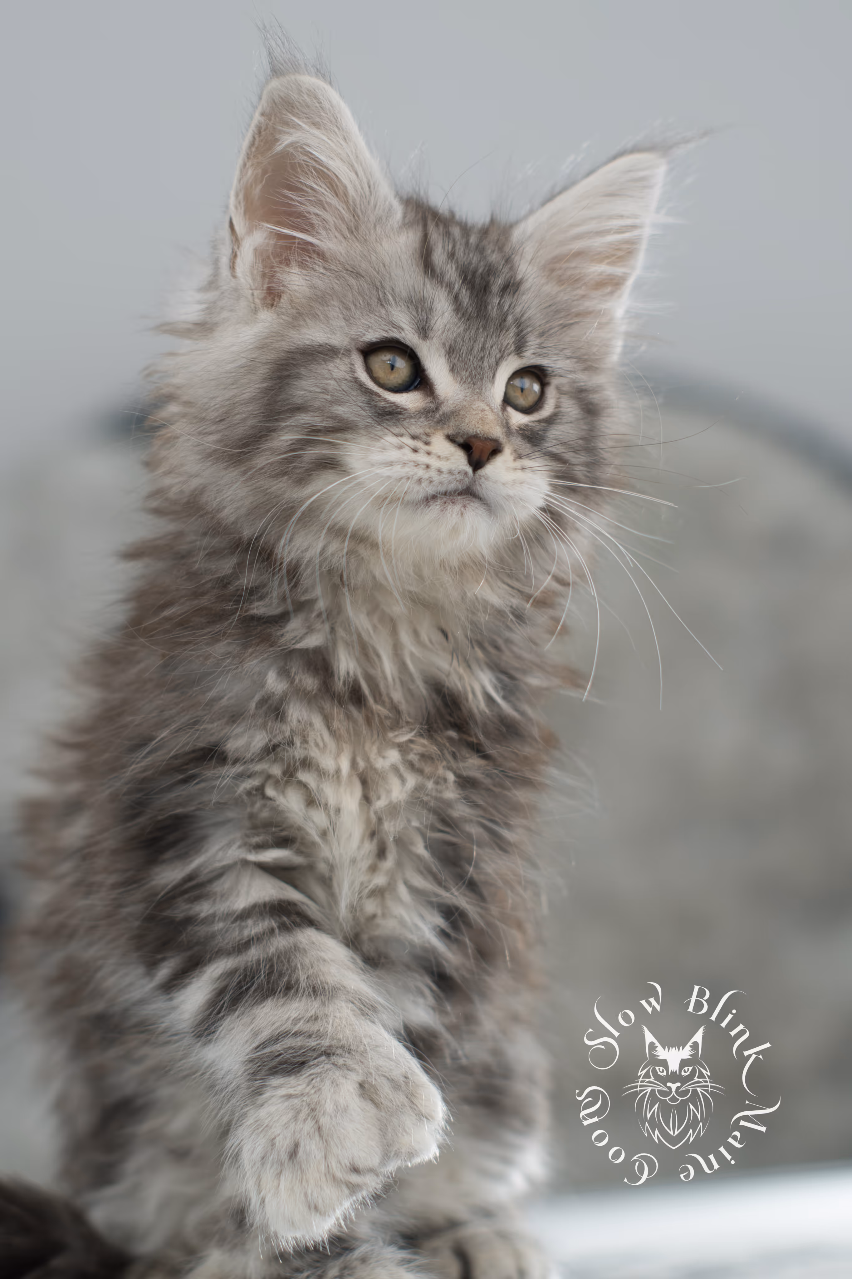 black silver tabby maine coon kitten | ems code ns 22 | slowblinkmainecoons Black Silver Tabby Maine Coon Kittens > black silver tabby maine coon kitten | ems code ns 22 | slowblinkmainecoons | 05