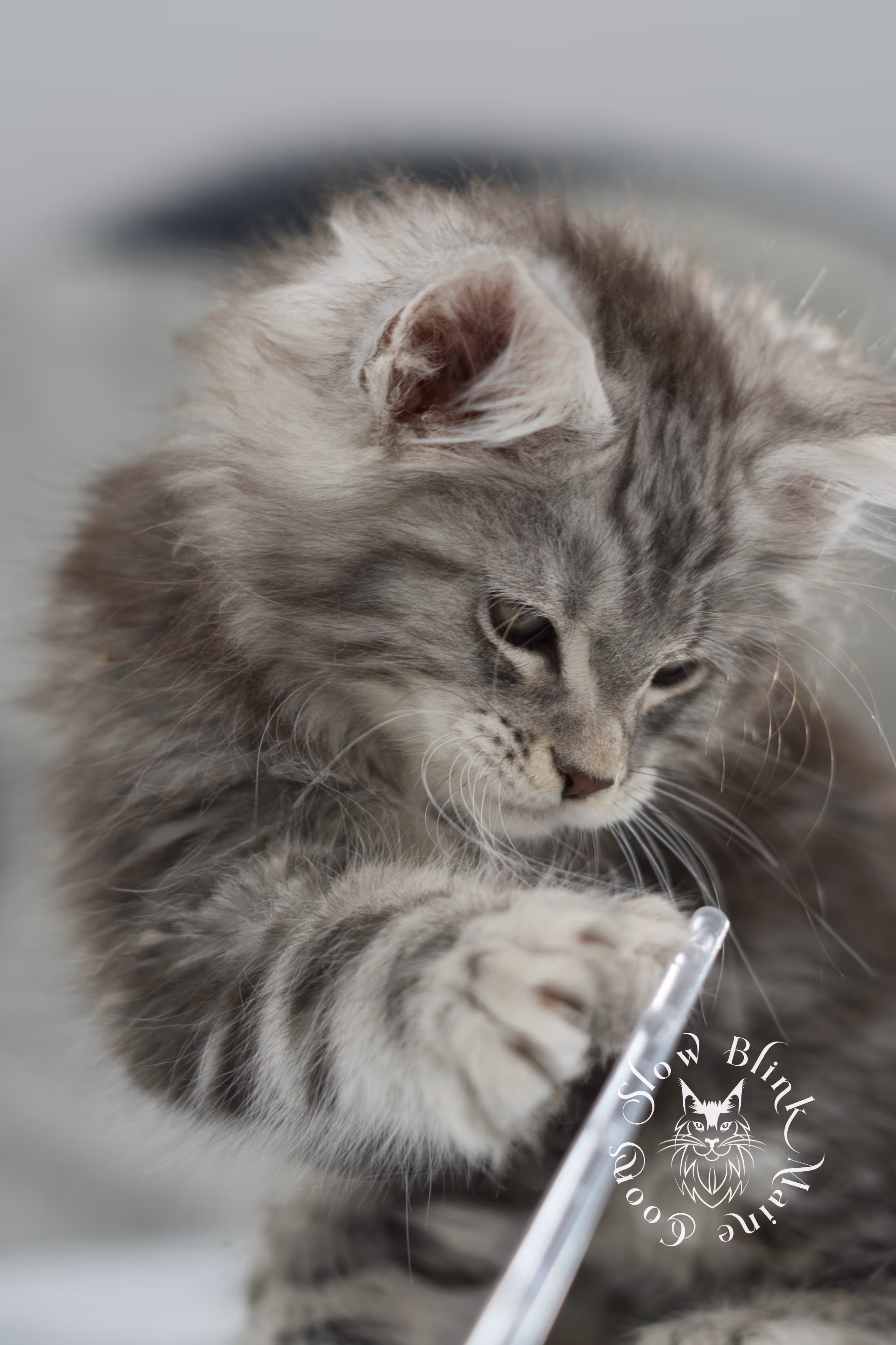 black silver tabby maine coon kitten | ems code ns 22 | slowblinkmainecoons Black Silver Tabby Maine Coon Kittens > black silver tabby maine coon kitten | ems code ns 22 | slowblinkmainecoons | 06