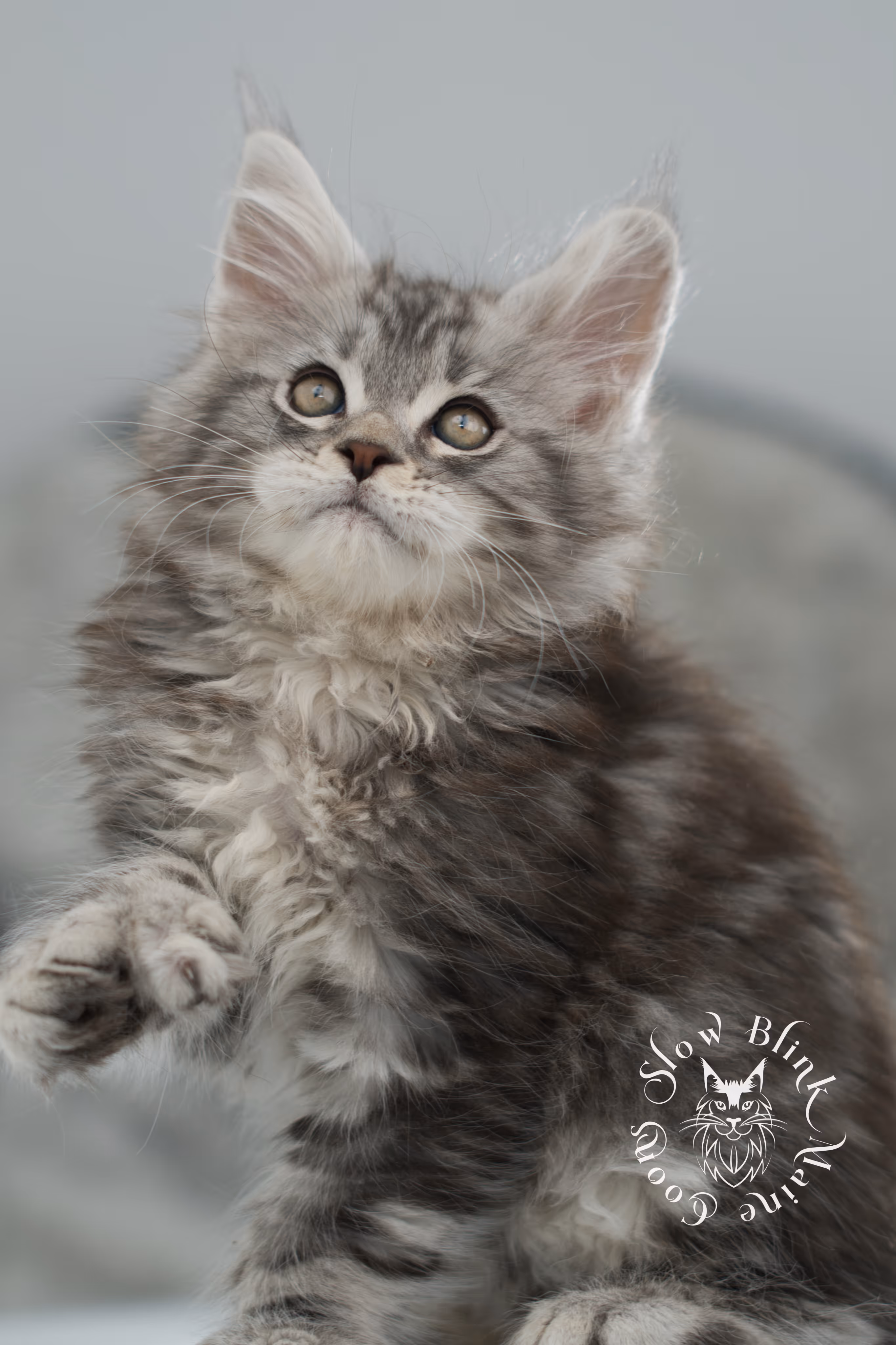 black silver tabby maine coon kitten | ems code ns 22 | slowblinkmainecoons Black Silver Tabby Maine Coon Kittens > black silver tabby maine coon kitten | ems code ns 22 | slowblinkmainecoons | 07