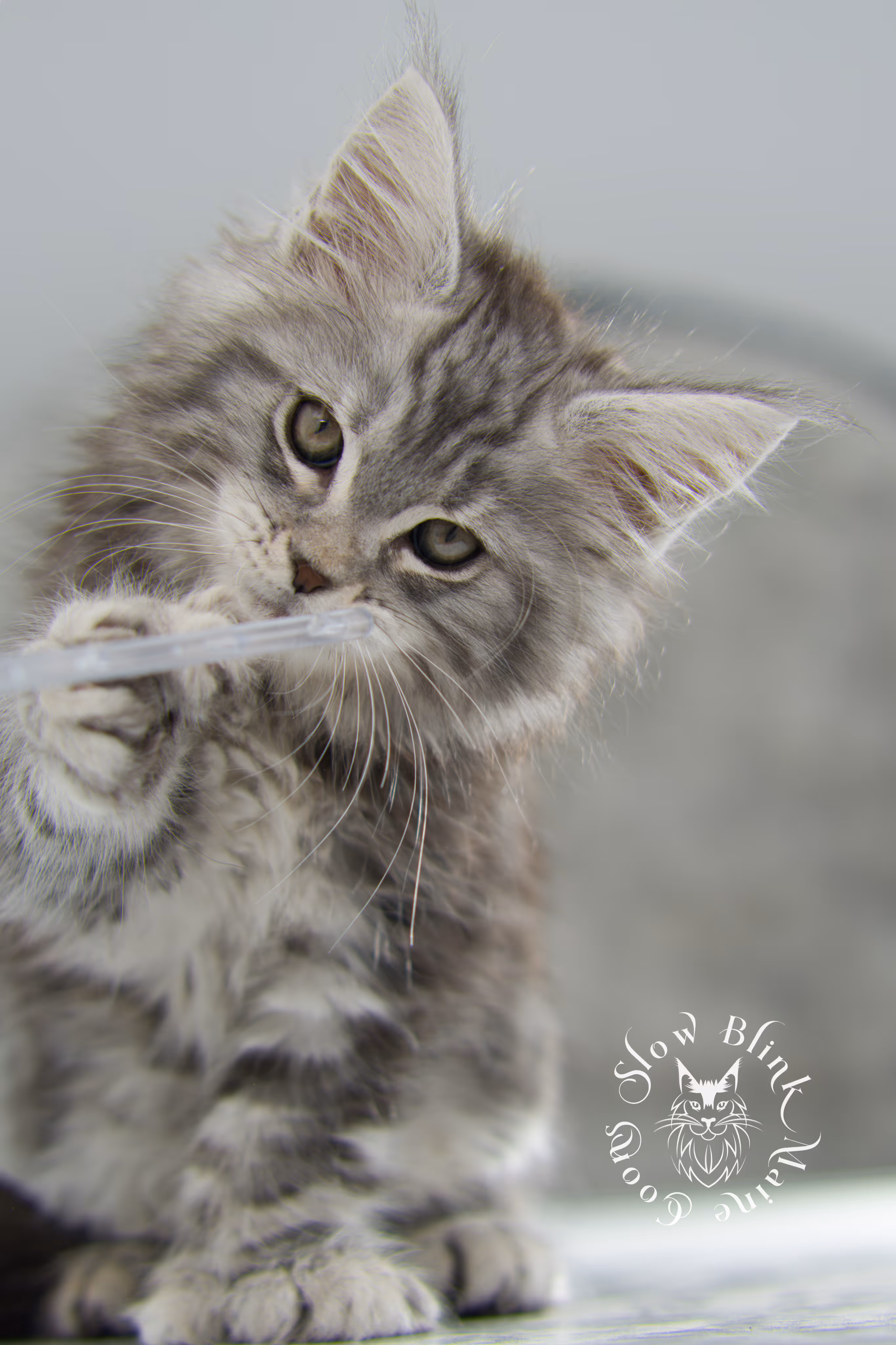 black silver tabby maine coon kitten | ems code ns 22 | slowblinkmainecoons Black Silver Tabby Maine Coon Kittens > black silver tabby maine coon kitten | ems code ns 22 | slowblinkmainecoons | 08