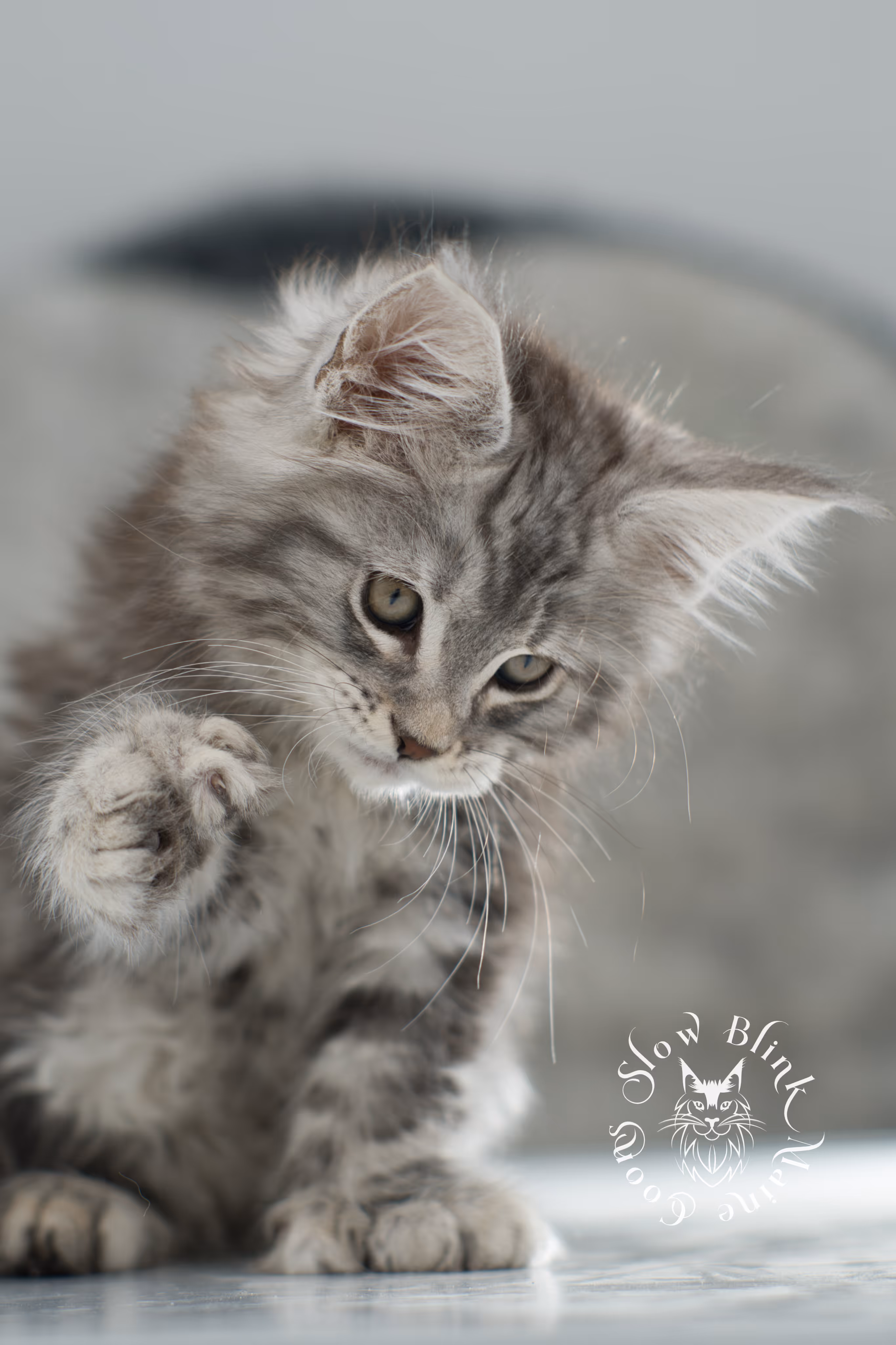 black silver tabby maine coon kitten | ems code ns 22 | slowblinkmainecoons Black Silver Tabby Maine Coon Kittens > black silver tabby maine coon kitten | ems code ns 22 | slowblinkmainecoons | 09