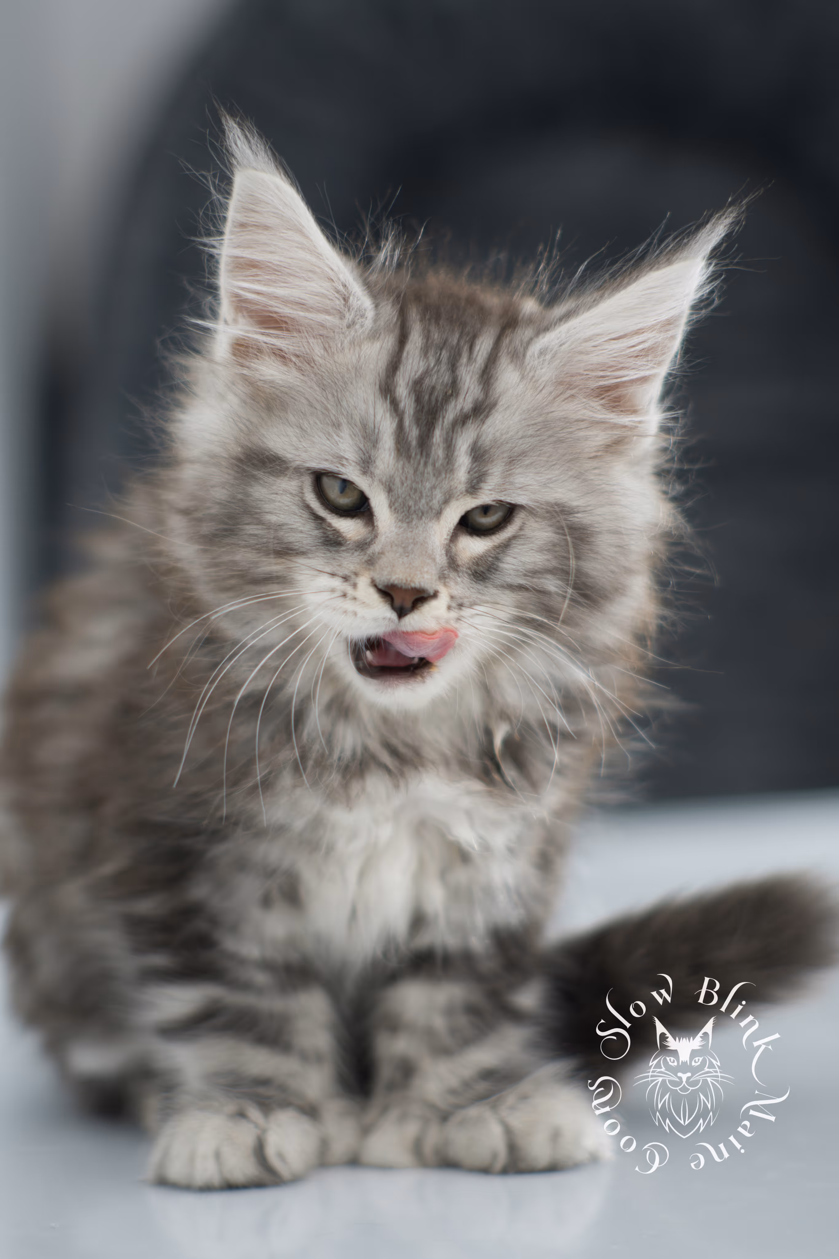 black silver tabby maine coon kitten | ems code ns 22 | slowblinkmainecoons Black Silver Tabby Maine Coon Kittens > black silver tabby maine coon kitten | ems code ns 22 | slowblinkmainecoons | 10