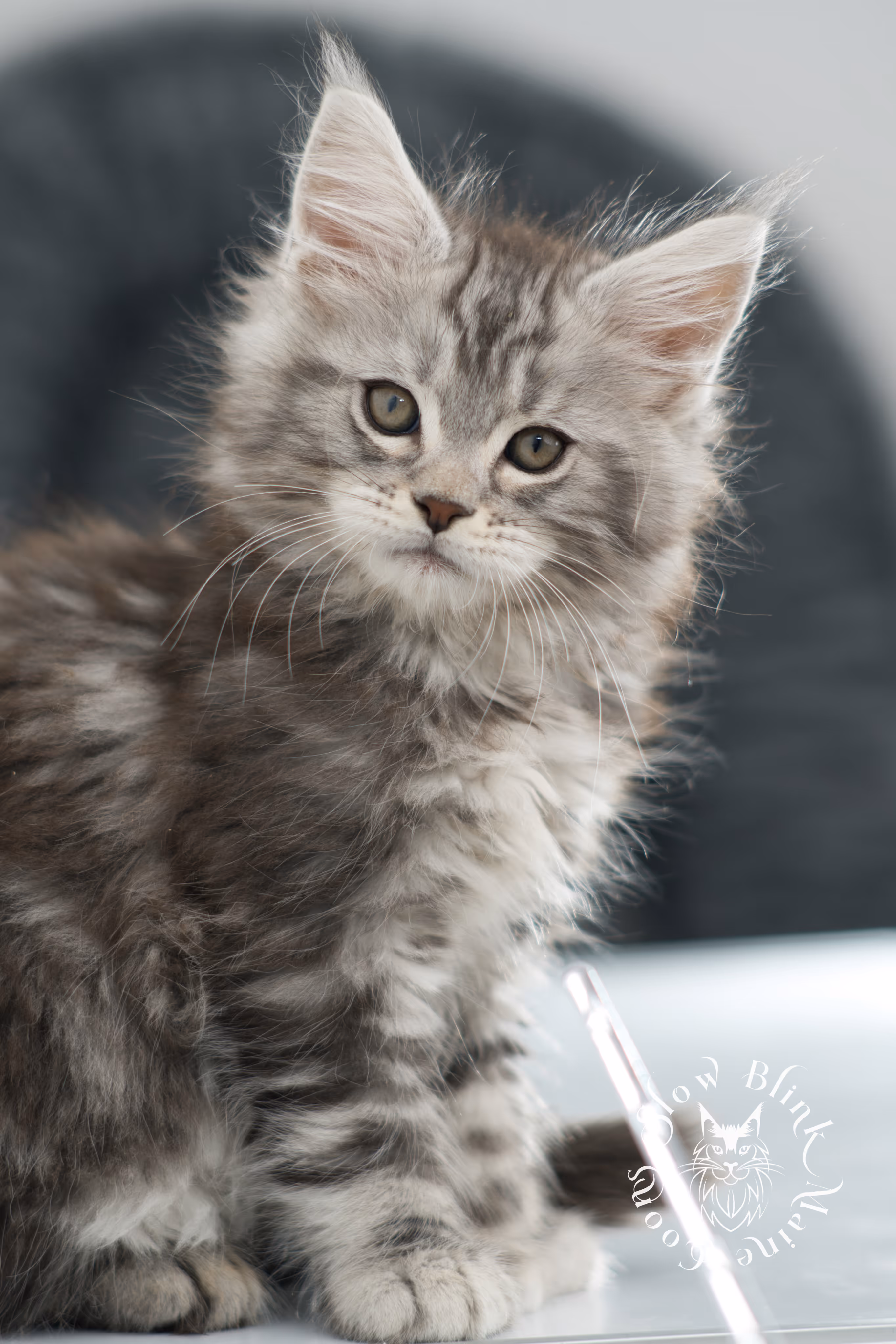 black silver tabby maine coon kitten | ems code ns 22 | slowblinkmainecoons Black Silver Tabby Maine Coon Kittens > black silver tabby maine coon kitten | ems code ns 22 | slowblinkmainecoons | 11