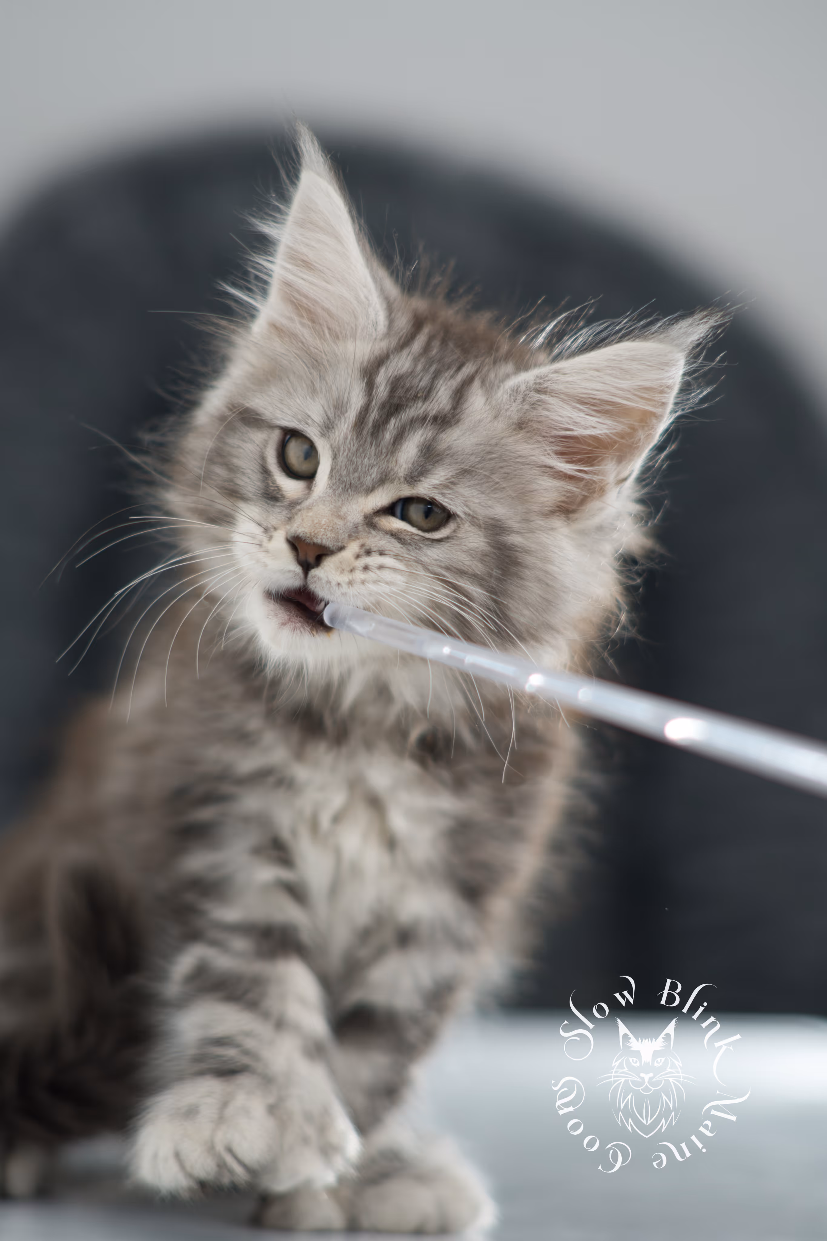 black silver tabby maine coon kitten | ems code ns 22 | slowblinkmainecoons Black Silver Tabby Maine Coon Kittens > black silver tabby maine coon kitten | ems code ns 22 | slowblinkmainecoons | 12