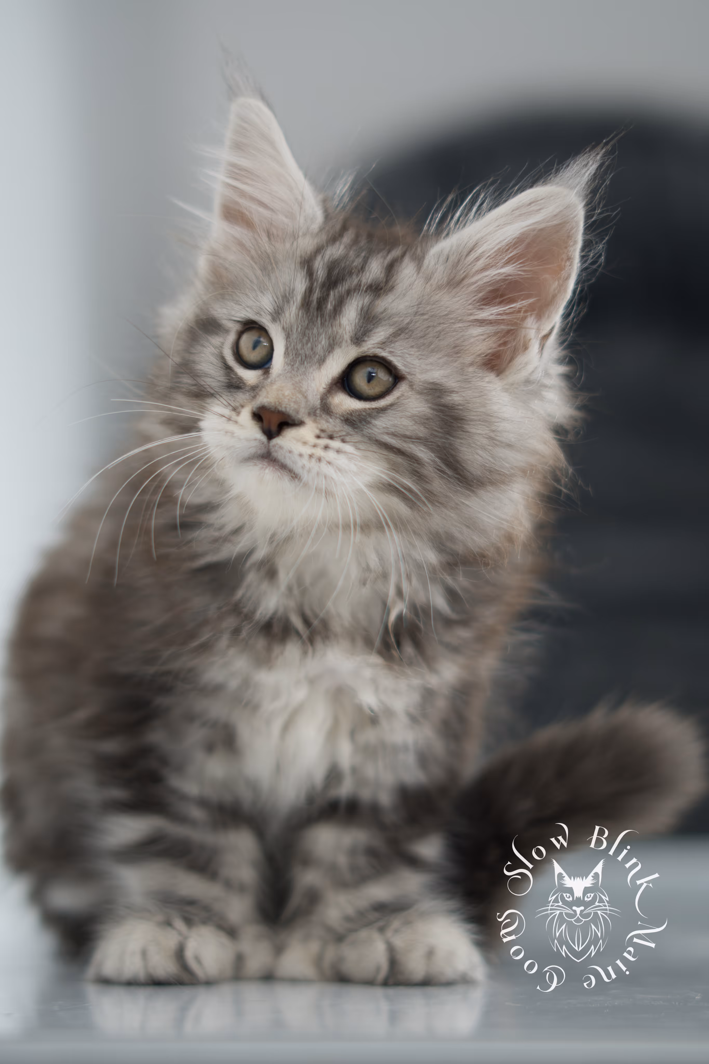 black silver tabby maine coon kitten | ems code ns 22 | slowblinkmainecoons Black Silver Tabby Maine Coon Kittens > black silver tabby maine coon kitten | ems code ns 22 | slowblinkmainecoons | 13