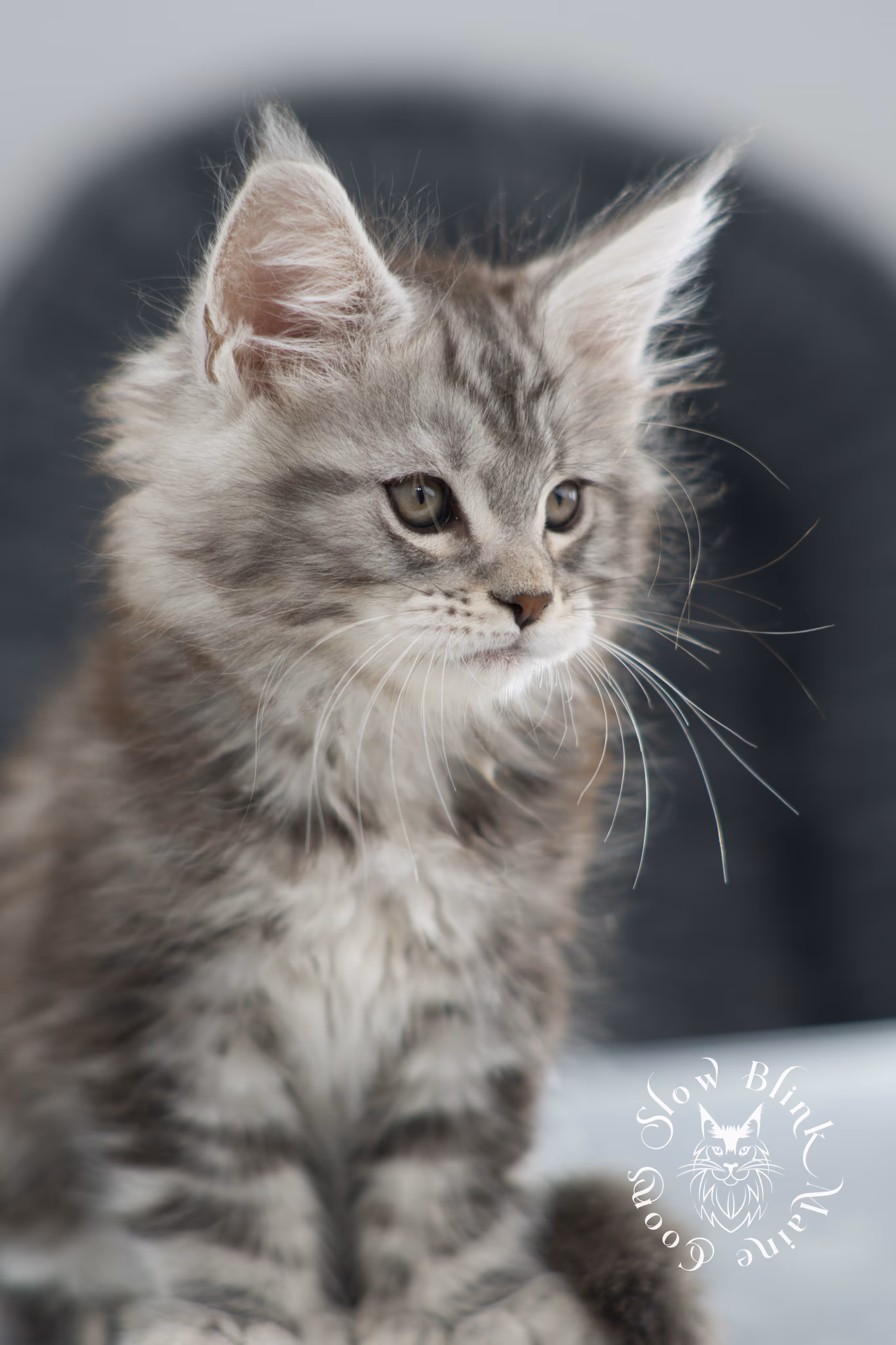 black silver tabby maine coon kitten | ems code ns 22 | slowblinkmainecoons Black Silver Tabby Maine Coon Kittens > black silver tabby maine coon kitten | ems code ns 22 | slowblinkmainecoons | 14