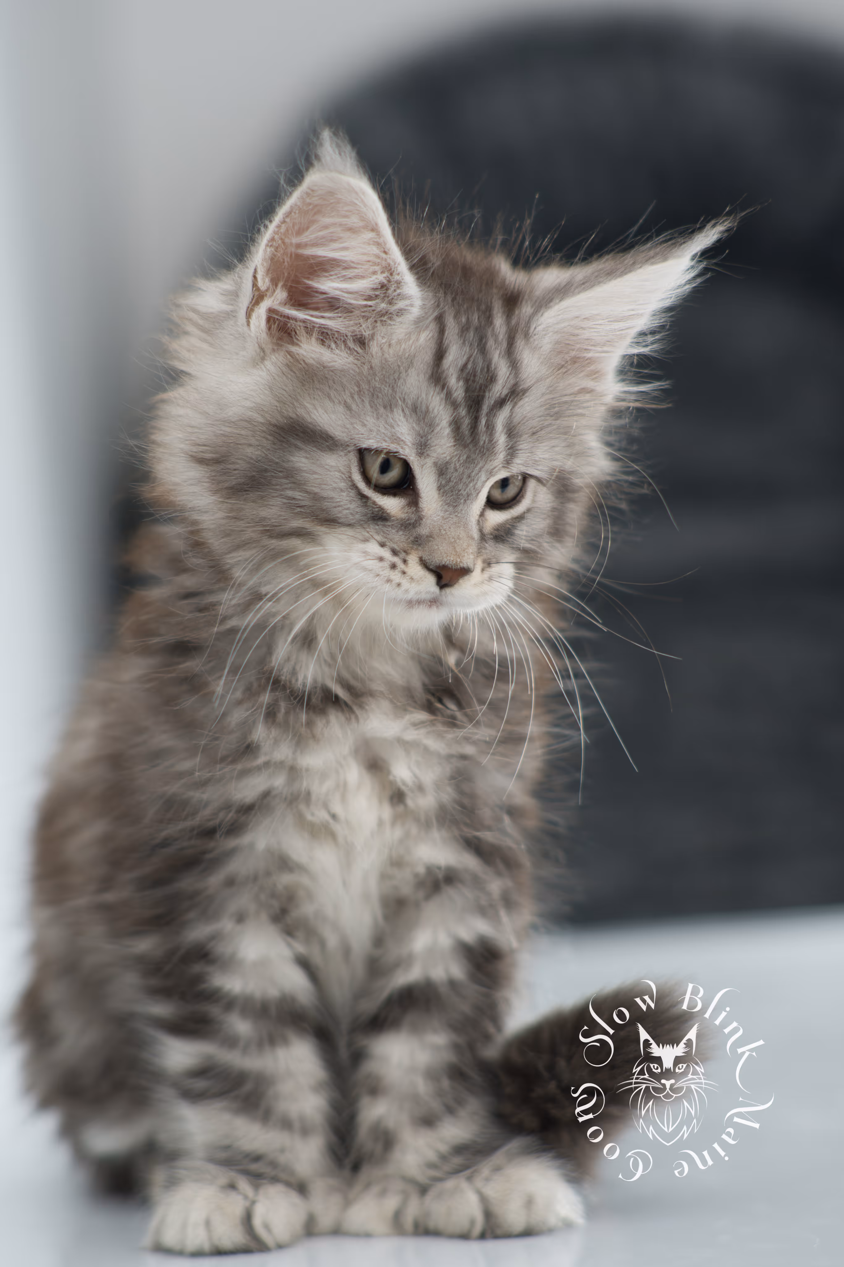 black silver tabby maine coon kitten | ems code ns 22 | slowblinkmainecoons Black Silver Tabby Maine Coon Kittens > black silver tabby maine coon kitten | ems code ns 22 | slowblinkmainecoons | 15