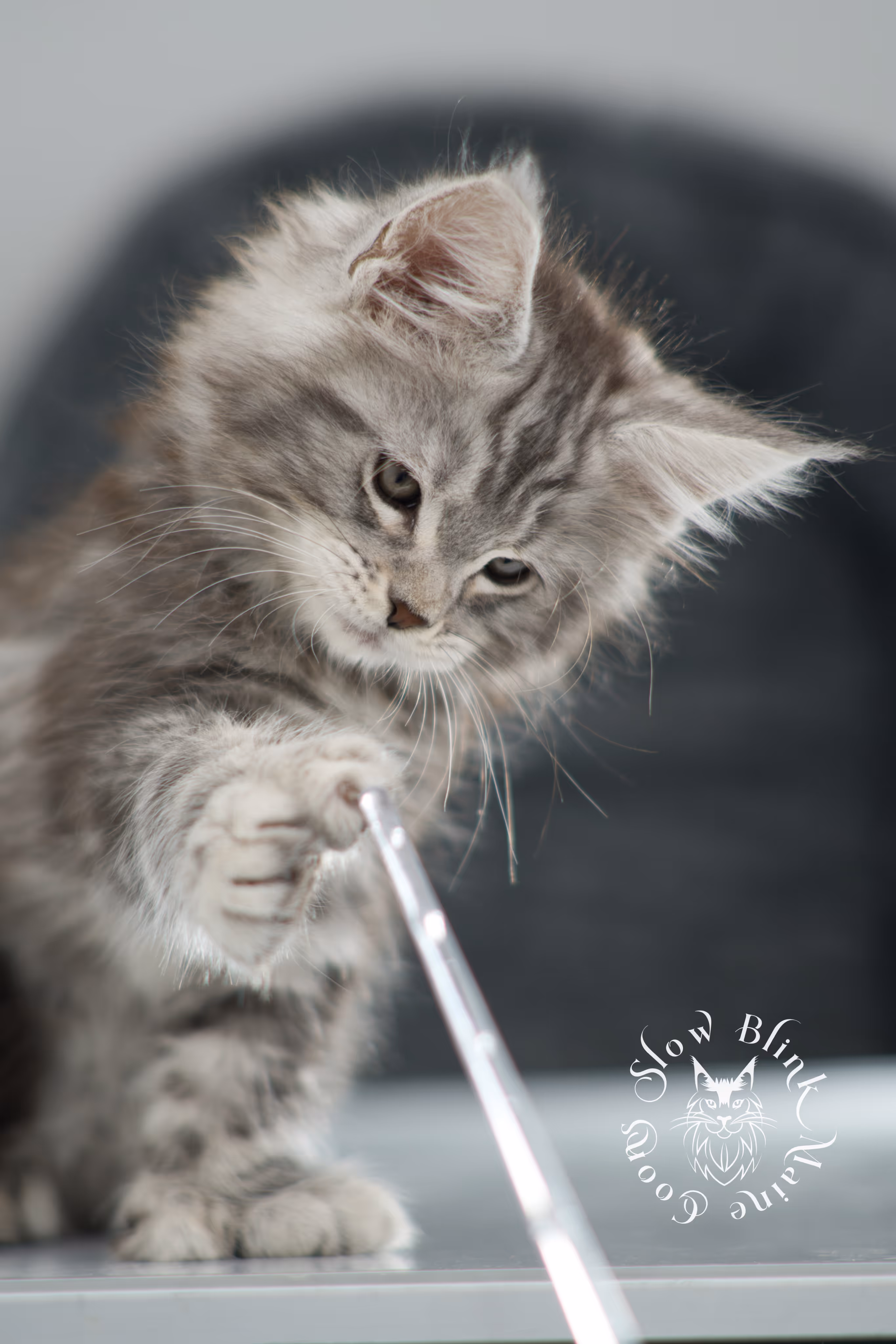 black silver tabby maine coon kitten | ems code ns 22 | slowblinkmainecoons Black Silver Tabby Maine Coon Kittens > black silver tabby maine coon kitten | ems code ns 22 | slowblinkmainecoons | 16