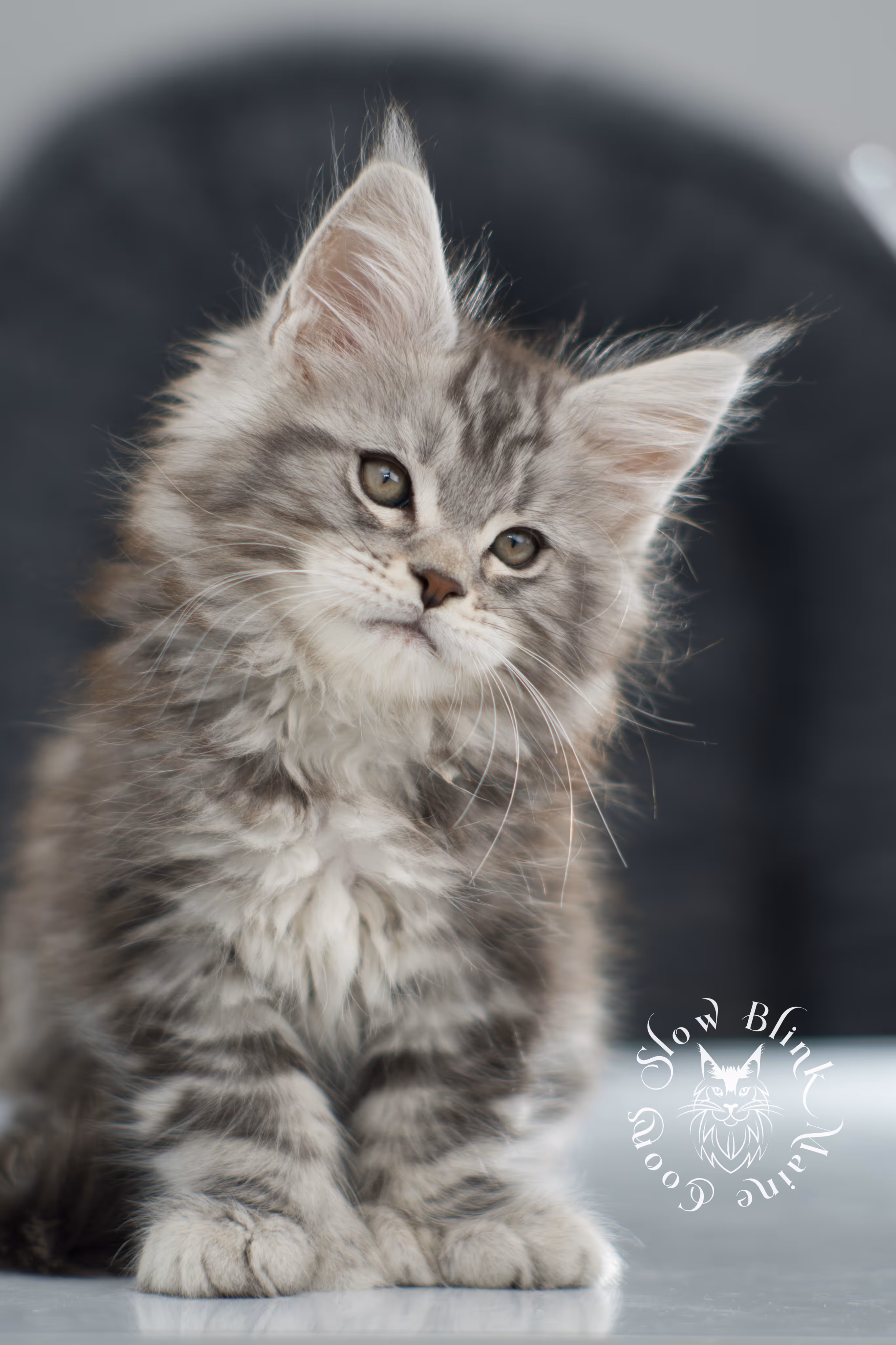 black silver tabby maine coon kitten | ems code ns 22 | slowblinkmainecoons Black Silver Tabby Maine Coon Kittens > black silver tabby maine coon kitten | ems code ns 22 | slowblinkmainecoons | 17