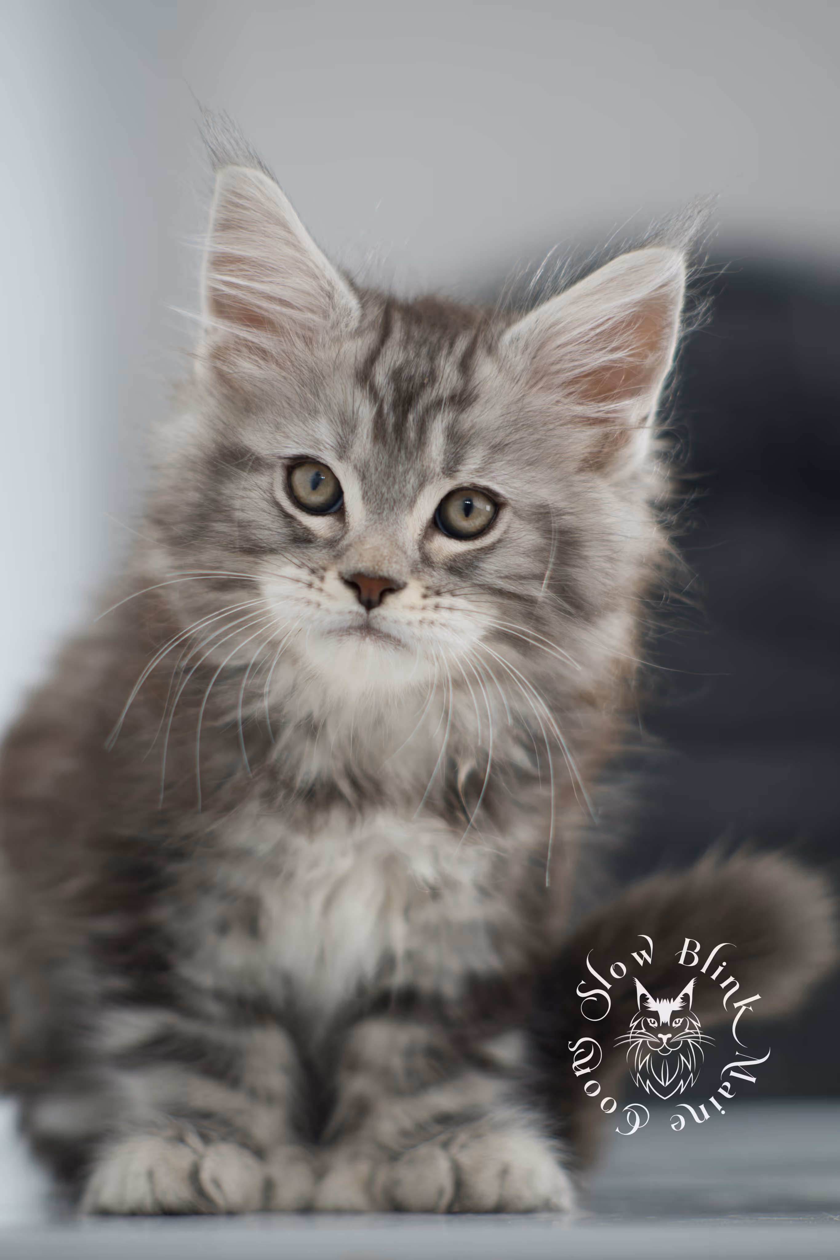 black silver tabby maine coon kitten | ems code ns 22 | slowblinkmainecoons Black Silver Tabby Maine Coon Kittens > black silver tabby maine coon kitten | ems code ns 22 | slowblinkmainecoons | 18