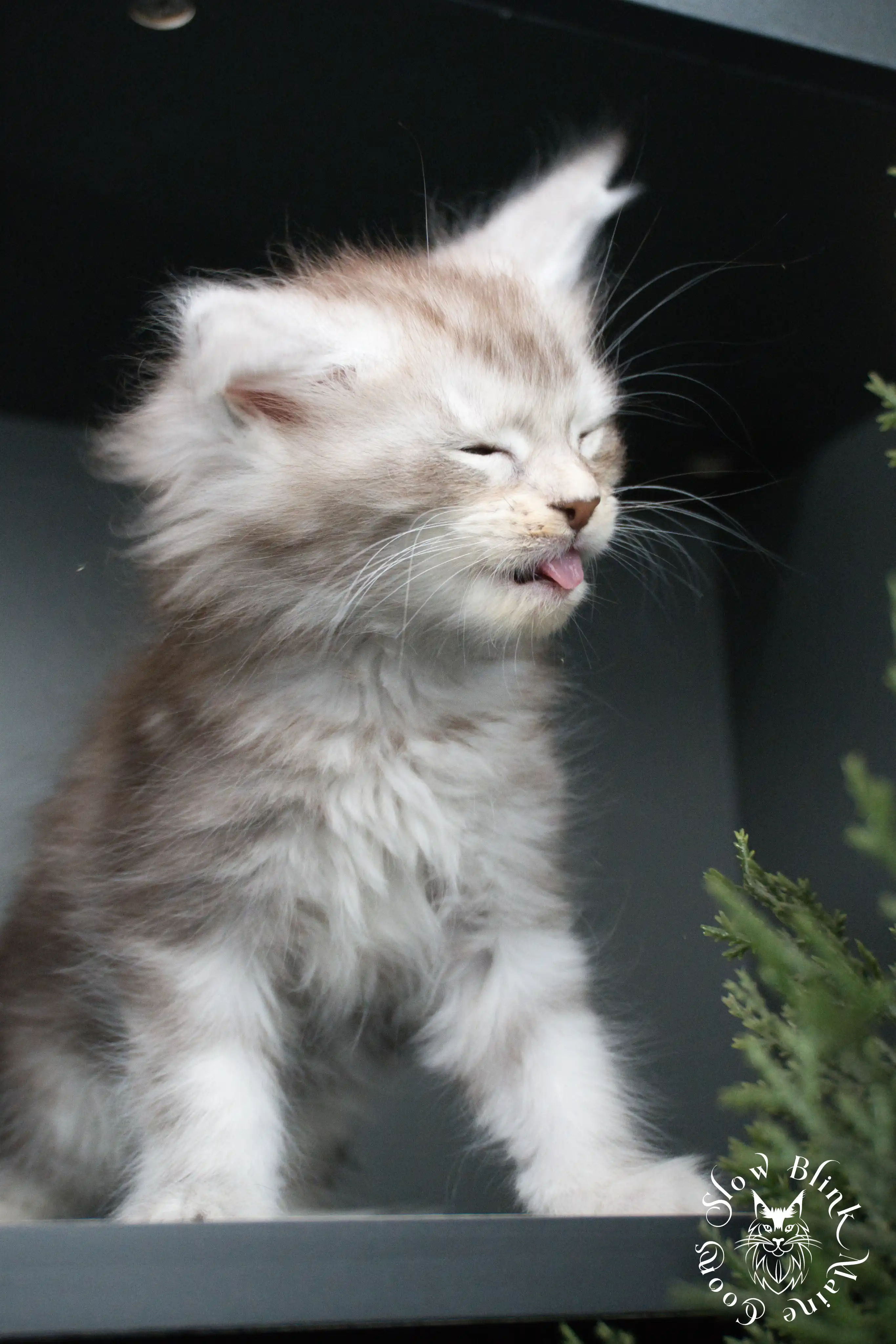 black silver tabby maine coon kitten | ems code ns 22 23 24 25 | slowblinkmainecoons Black Silver Tabby Maine Coon Kittens > black silver tabby maine coon kitten | ems code ns 22 23 24 25 | slowblinkmainecoons | 02