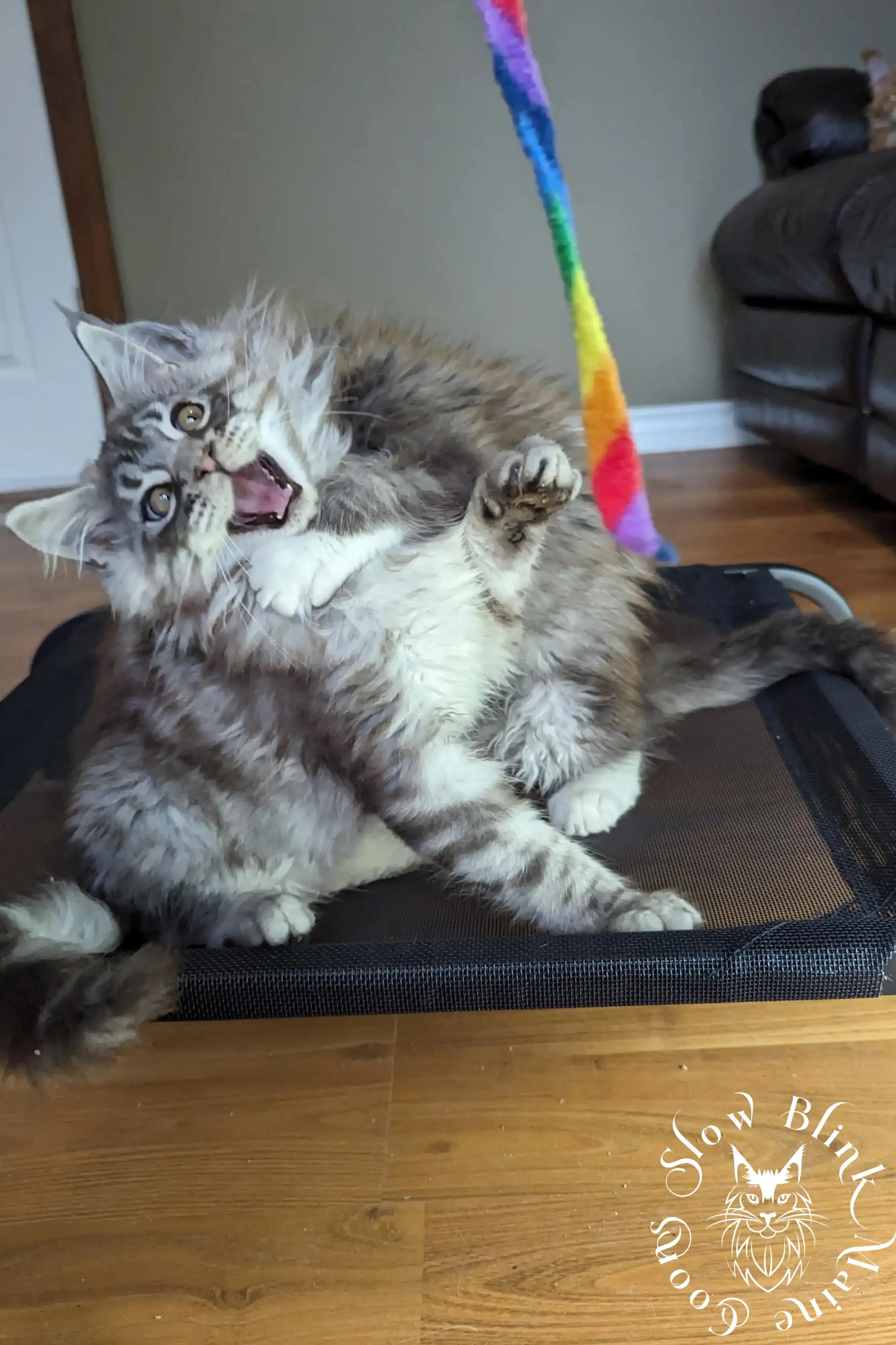 black silver tabby maine coon kitten | ems code ns 22 23 24 25 | slowblinkmainecoons Black Silver Tabby Maine Coon Kittens > black silver tabby maine coon kitten | ems code ns 22 23 24 25 | slowblinkmainecoons | 05