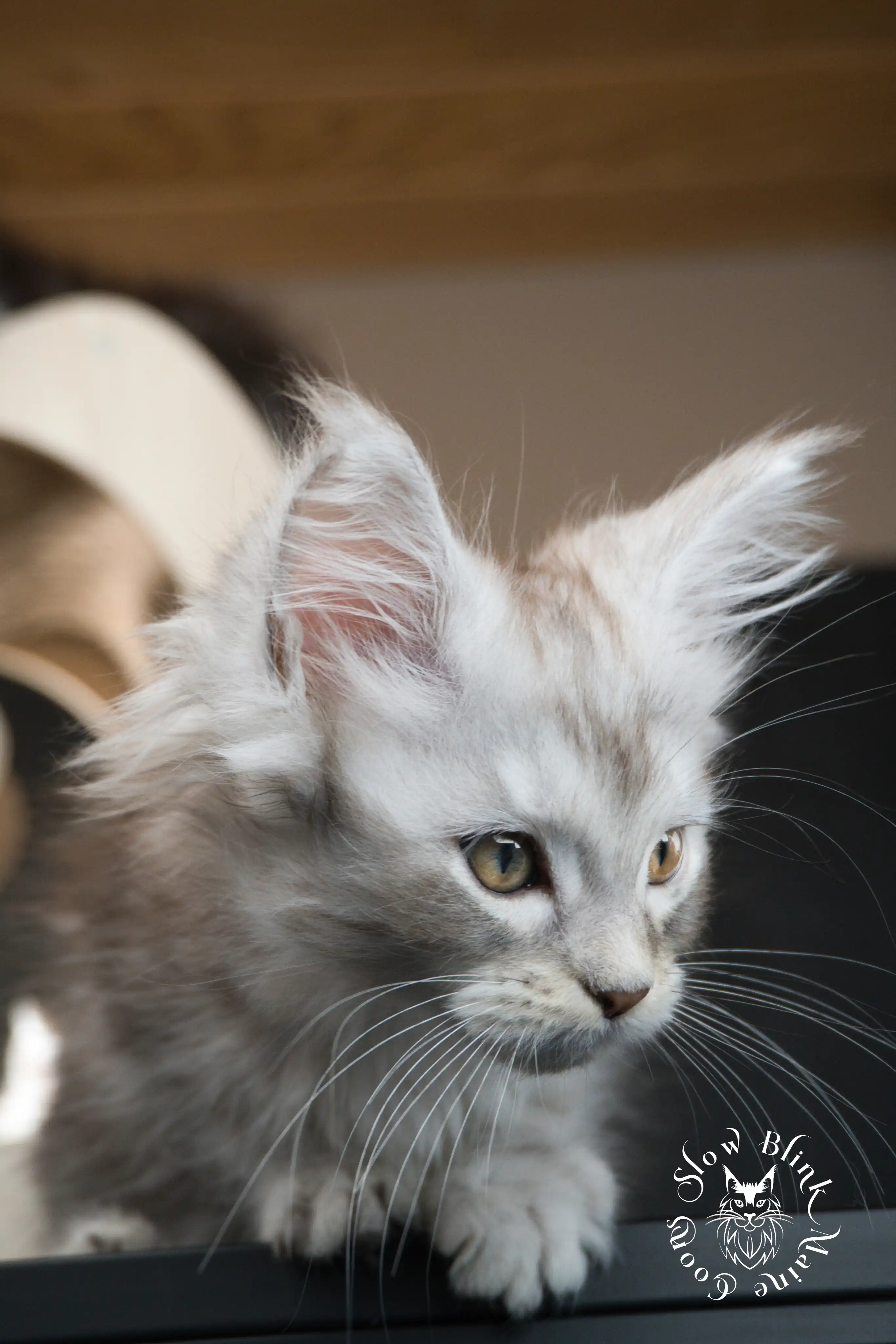 black silver tabby maine coon kitten | ems code ns 22 23 24 25 | slowblinkmainecoons Black Silver Tabby Maine Coon Kittens > black silver tabby maine coon kitten | ems code ns 22 23 24 25 | slowblinkmainecoons | 09