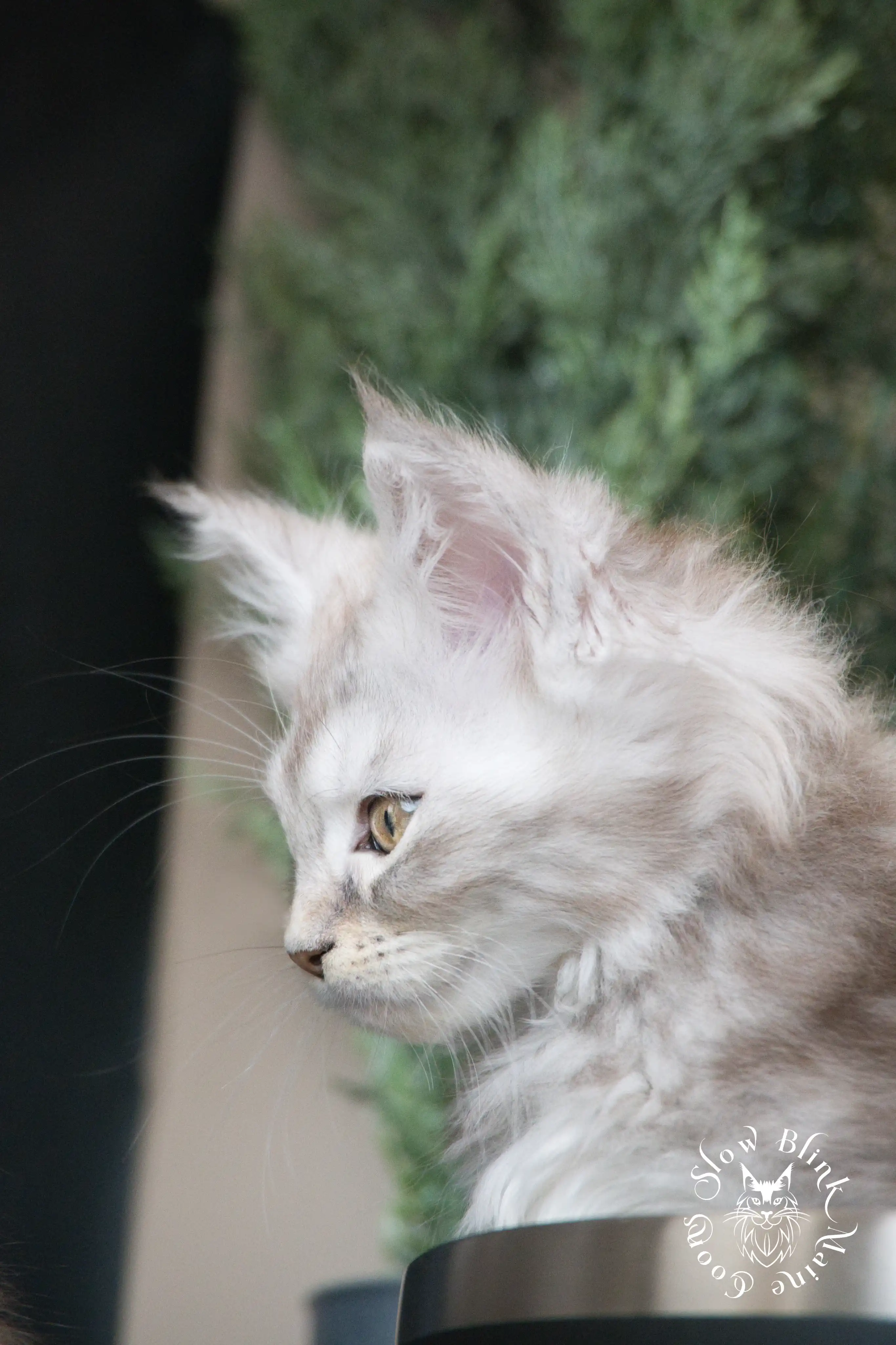 black silver tabby maine coon kitten | ems code ns 22 23 24 25 | slowblinkmainecoons Black Silver Tabby Maine Coon Kittens > black silver tabby maine coon kitten | ems code ns 22 23 24 25 | slowblinkmainecoons | 0910
