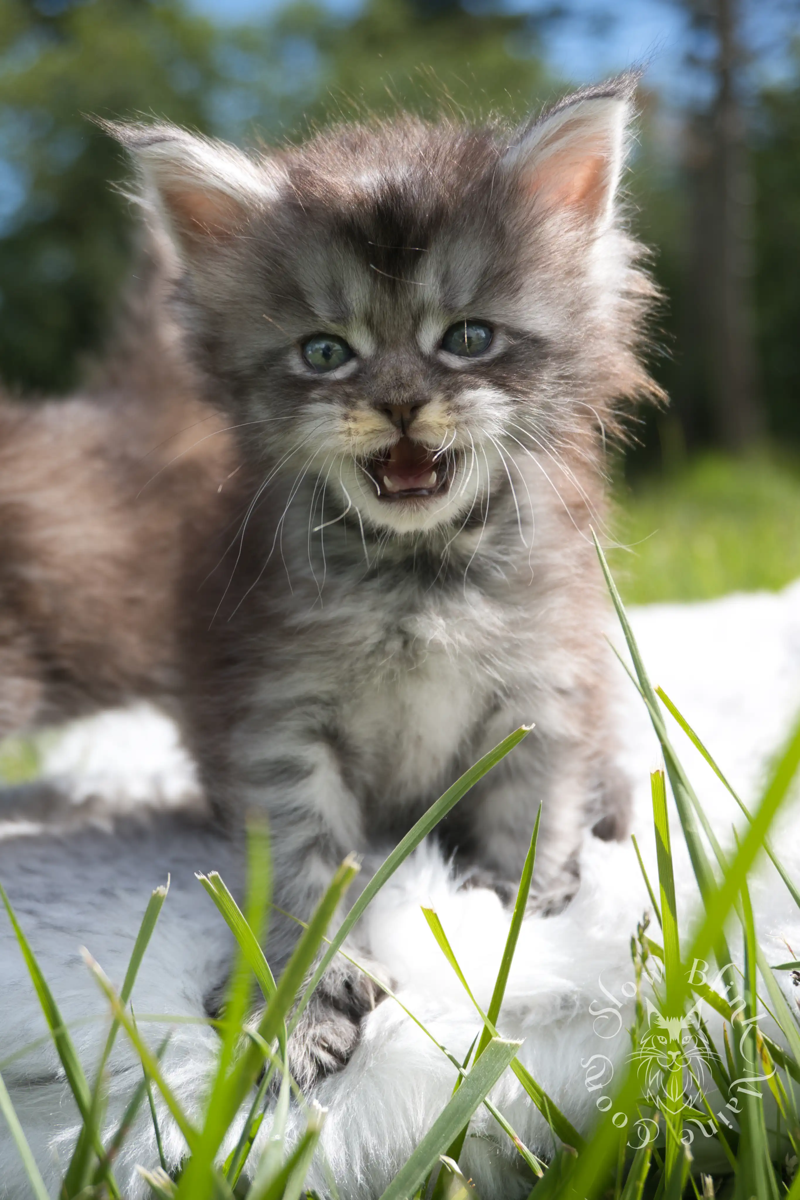 black silver tabby maine coon kitten | ems code ns 22 23 24 25 | slowblinkmainecoons Black Silver Tabby Maine Coon Kittens > black silver tabby maine coon kitten | ems code ns 22 23 24 25 | slowblinkmainecoons | 104