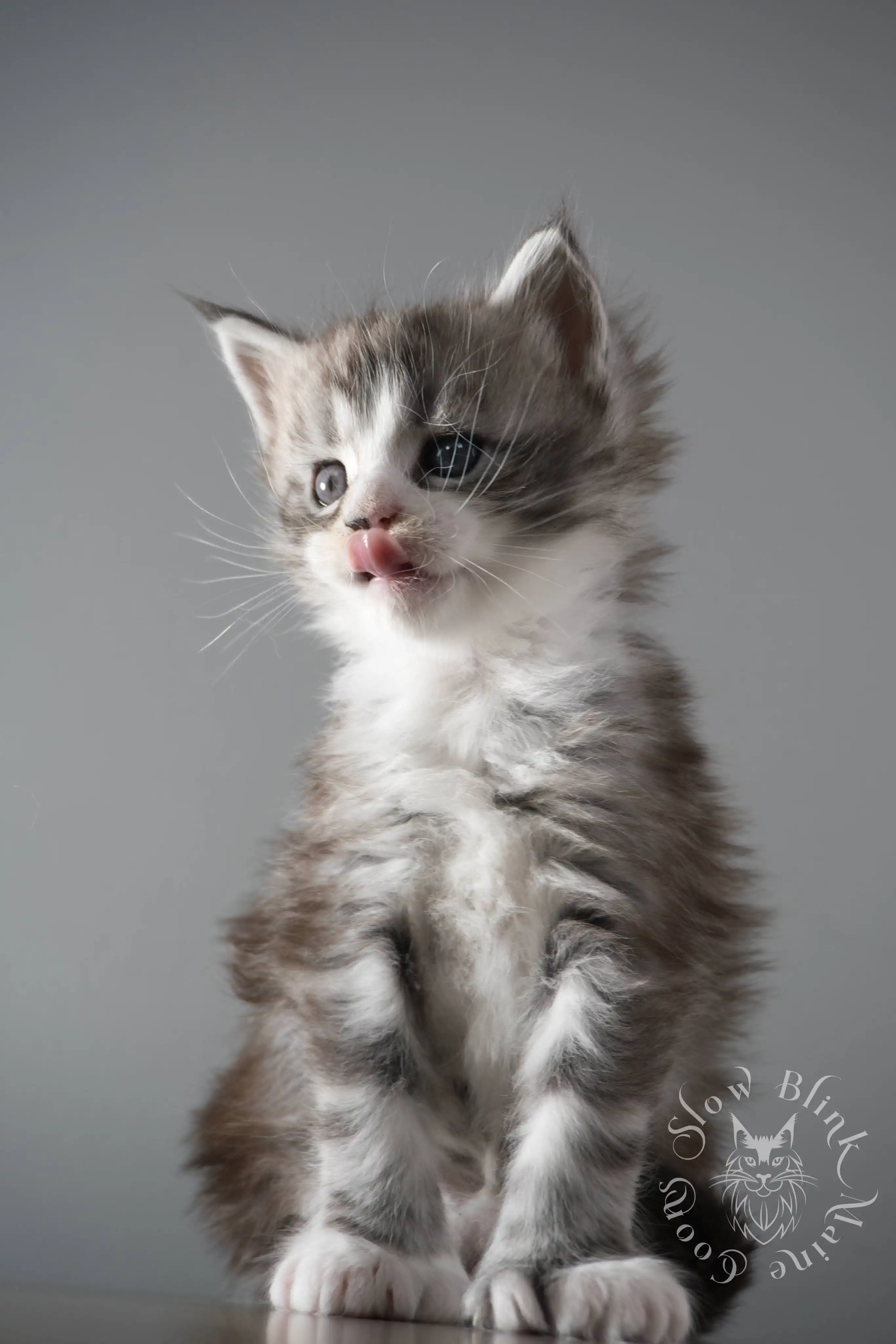 black silver tabby maine coon kitten | ems code ns 22 23 24 25 | slowblinkmainecoons Black Silver Tabby Maine Coon Kittens > black silver tabby maine coon kitten | ems code ns 22 23 24 25 | slowblinkmainecoons | 113