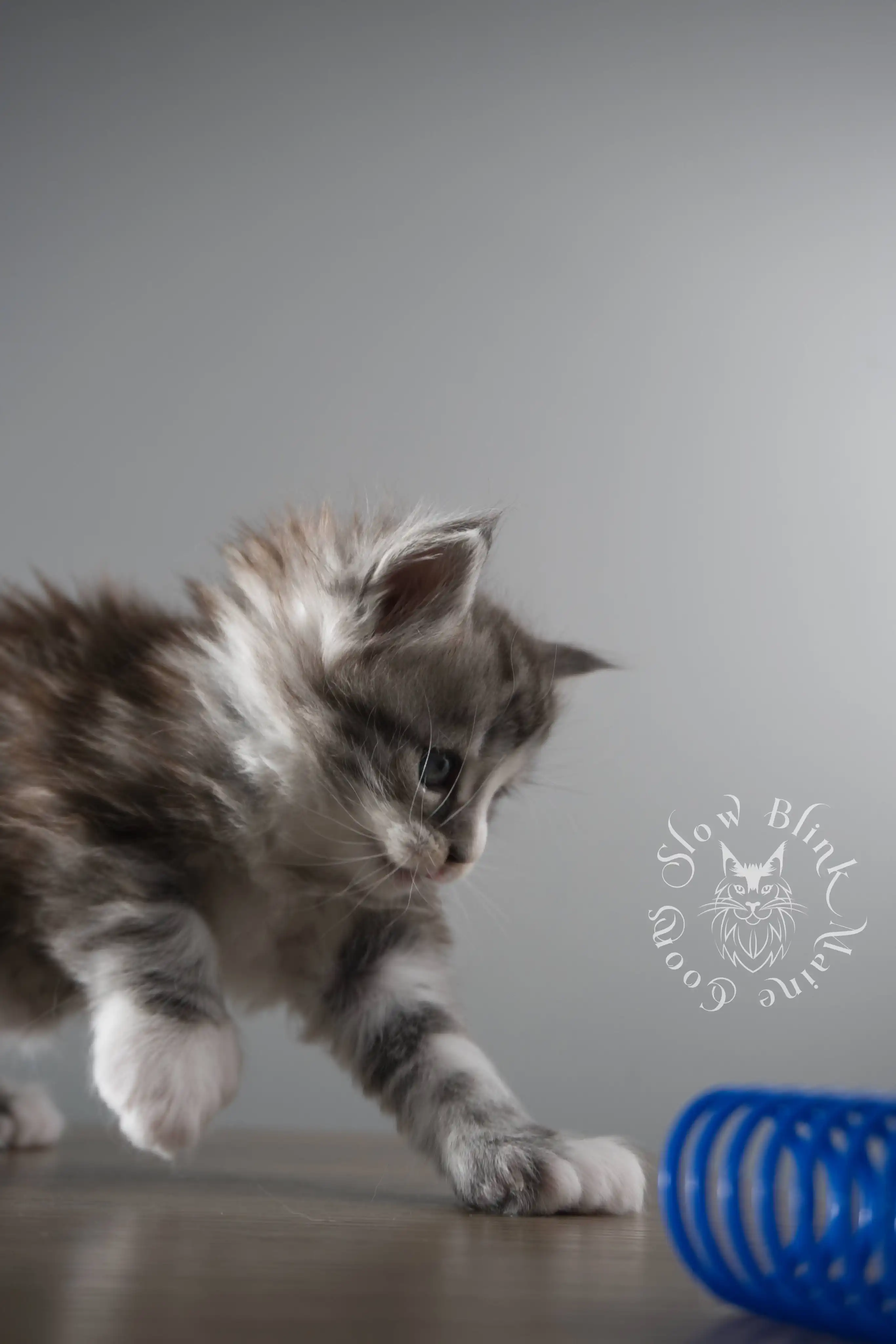black silver tabby maine coon kitten | ems code ns 22 23 24 25 | slowblinkmainecoons Black Silver Tabby Maine Coon Kittens > black silver tabby maine coon kitten | ems code ns 22 23 24 25 | slowblinkmainecoons | 114