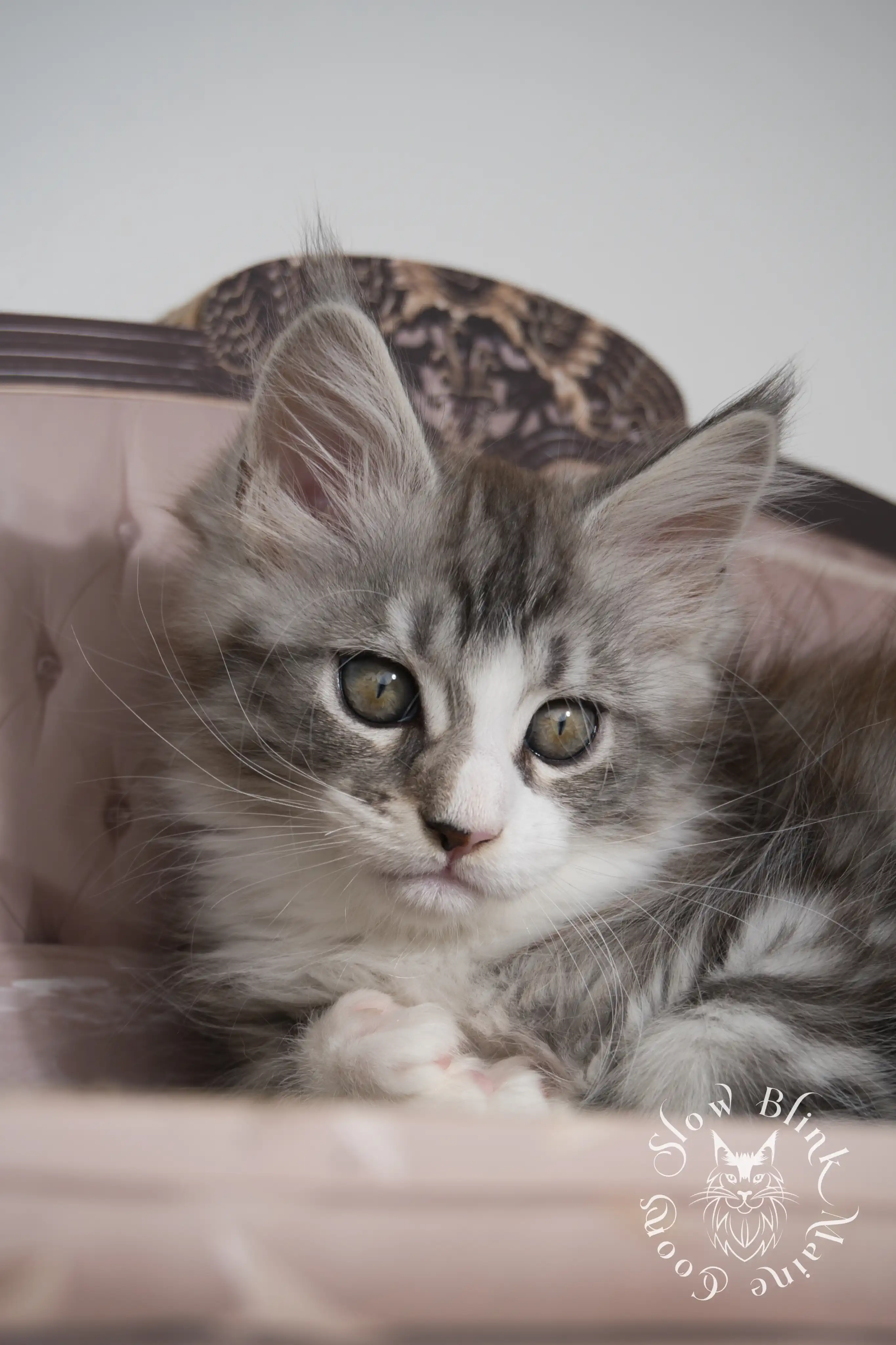 black silver tabby maine coon kitten | ems code ns 22 23 24 25 | slowblinkmainecoons Black Silver Tabby Maine Coon Kittens > black silver tabby maine coon kitten | ems code ns 22 23 24 25 | slowblinkmainecoons | 117